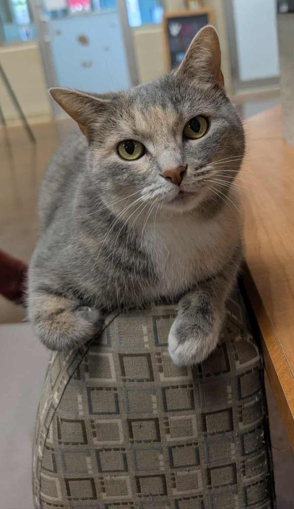 Enlarge Purrnelope, a Adoptable mixed breed in Hamilton, OH image 4/5