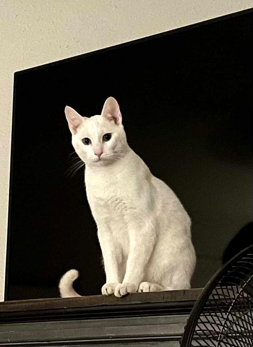 Bolt, a Adoptable Domestic Short Hair in Centerton, AR image 1/2