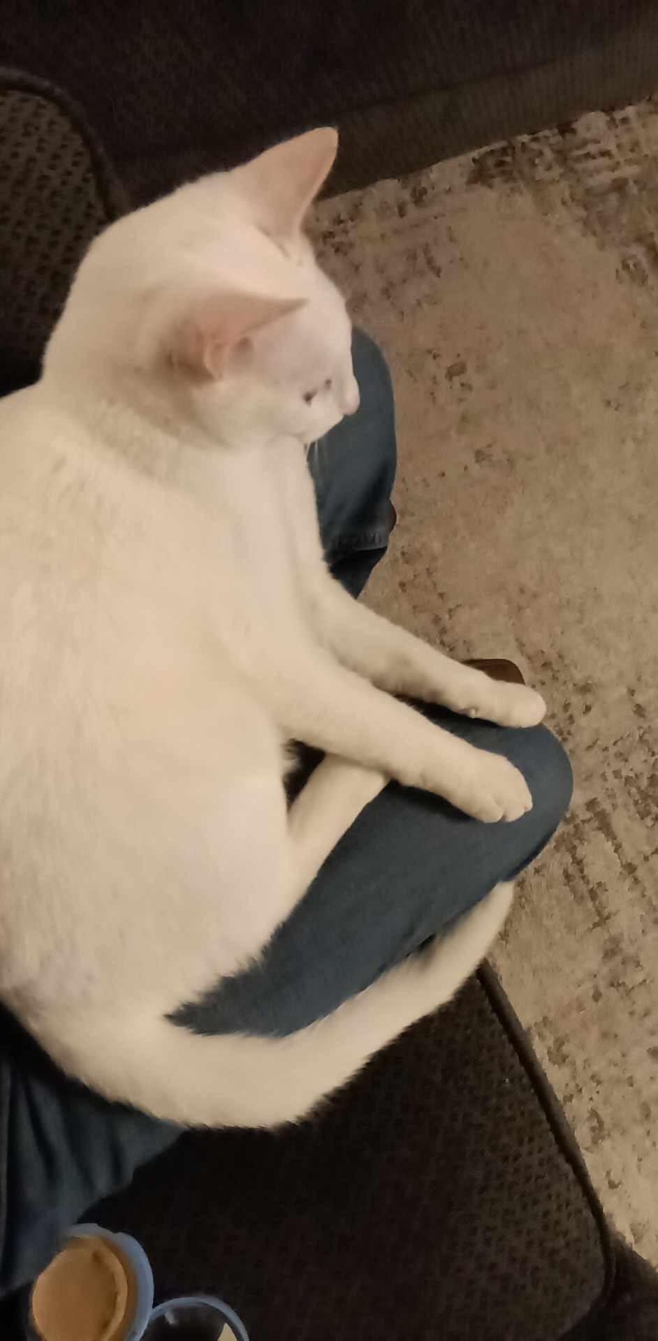 Bolt, a Adoptable Domestic Short Hair in Centerton, AR image 2/2