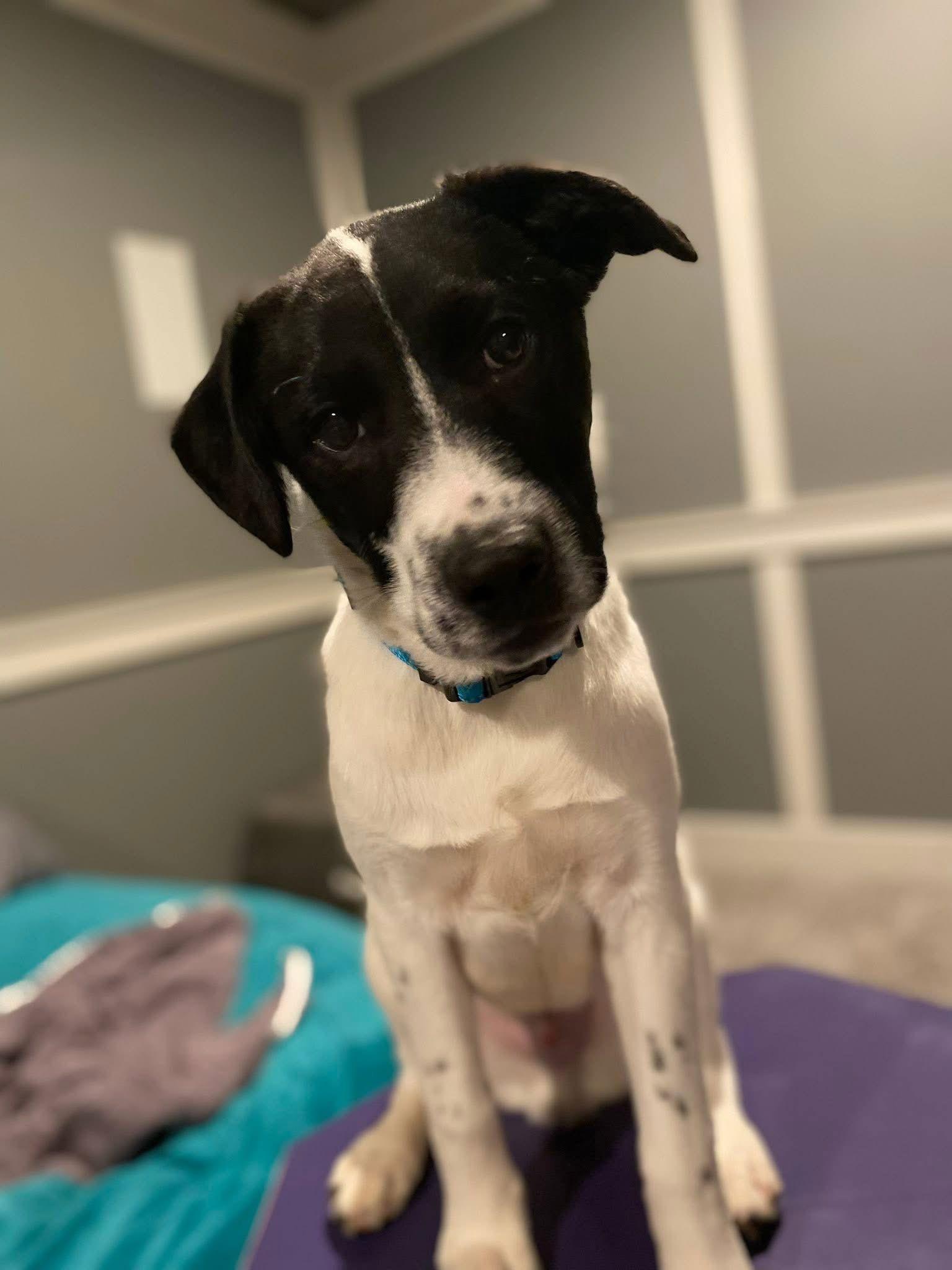 Sirius — thumbnail 2