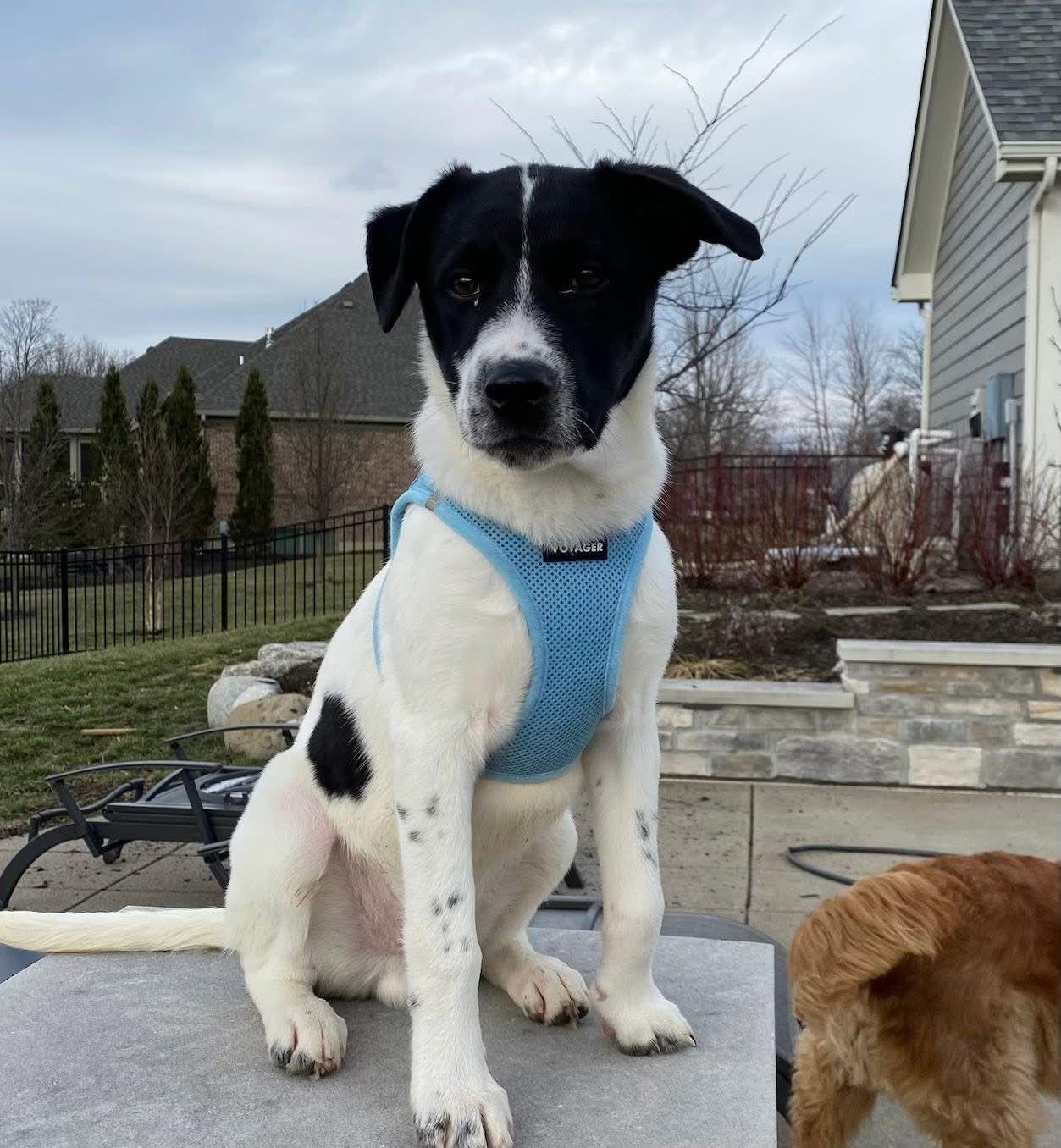 Sirius — thumbnail 3