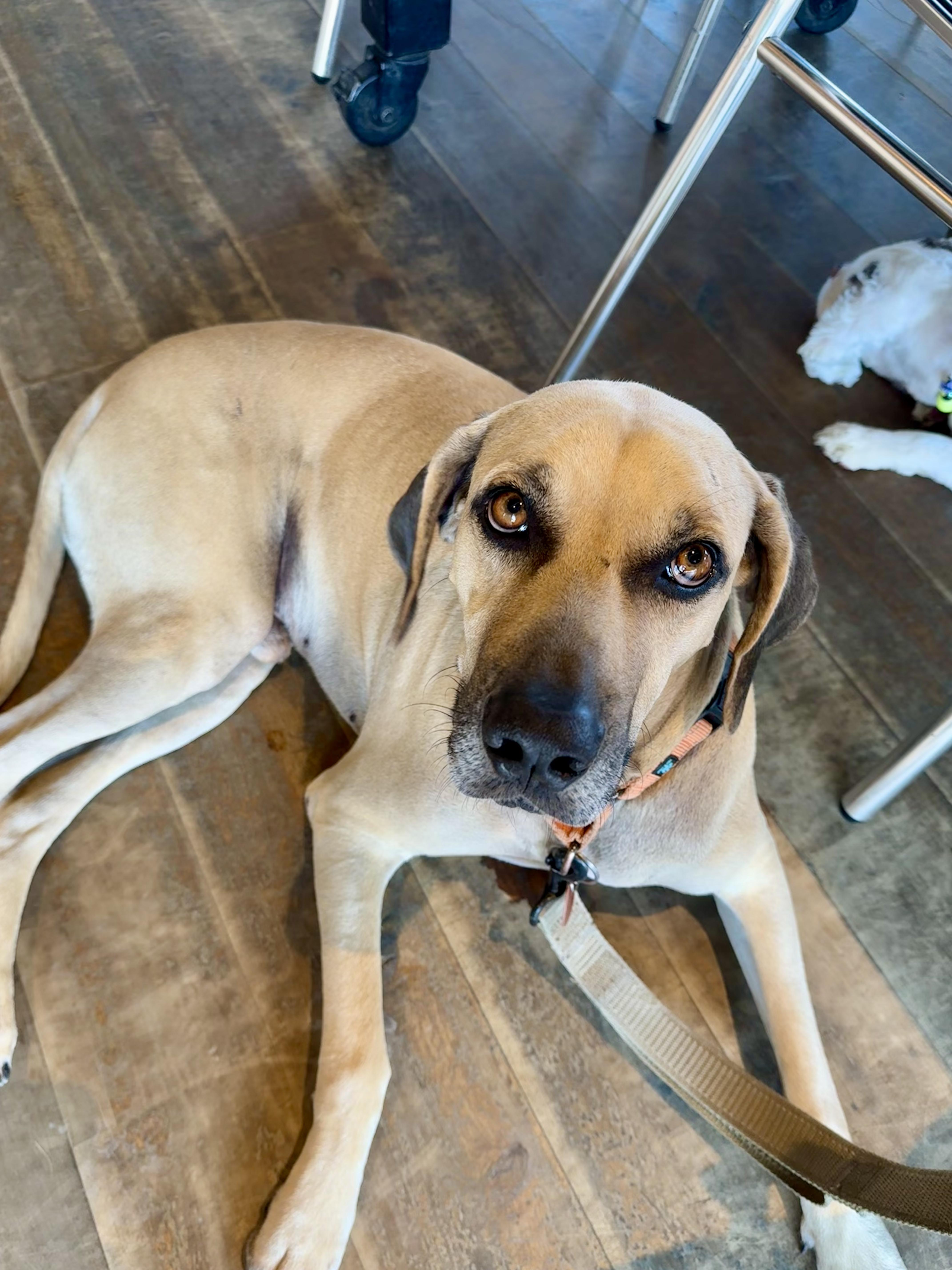 Enlarge Timmy, a Adoptable mixed breed in Mckinney, TX image 1/6