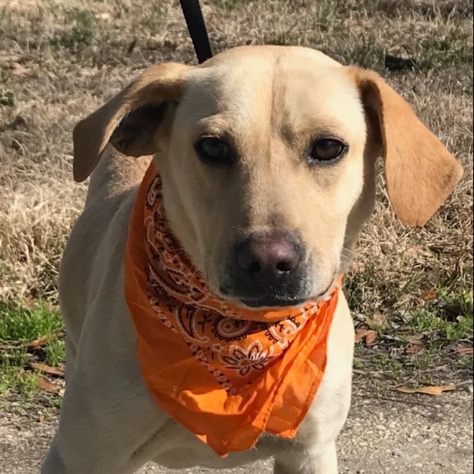 Dog for adoption Jake IN CT, a Labrador Retriever Mix in Willington