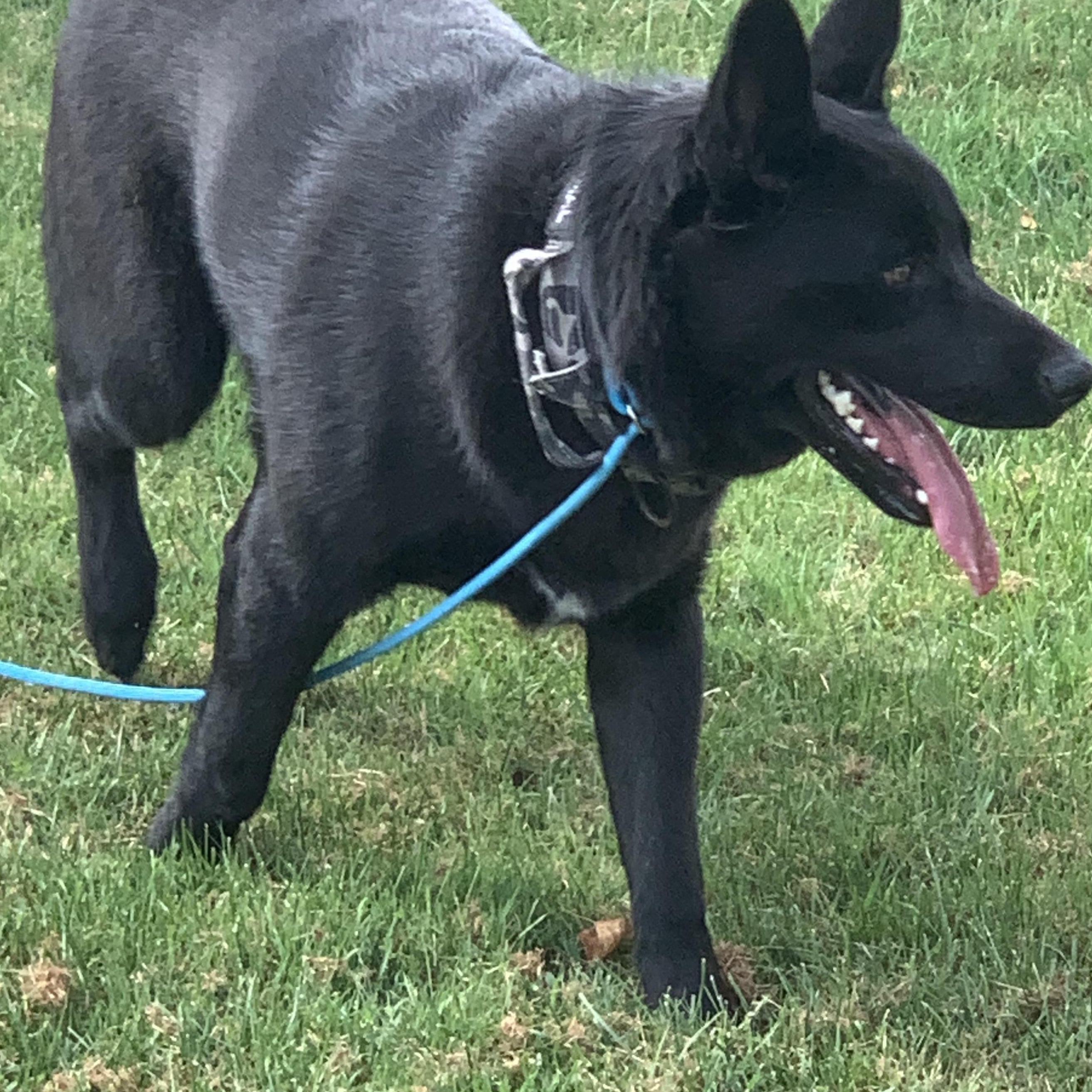 Enlarge Rip, a Adopted mixed breed in Elkton, MI image 1/4