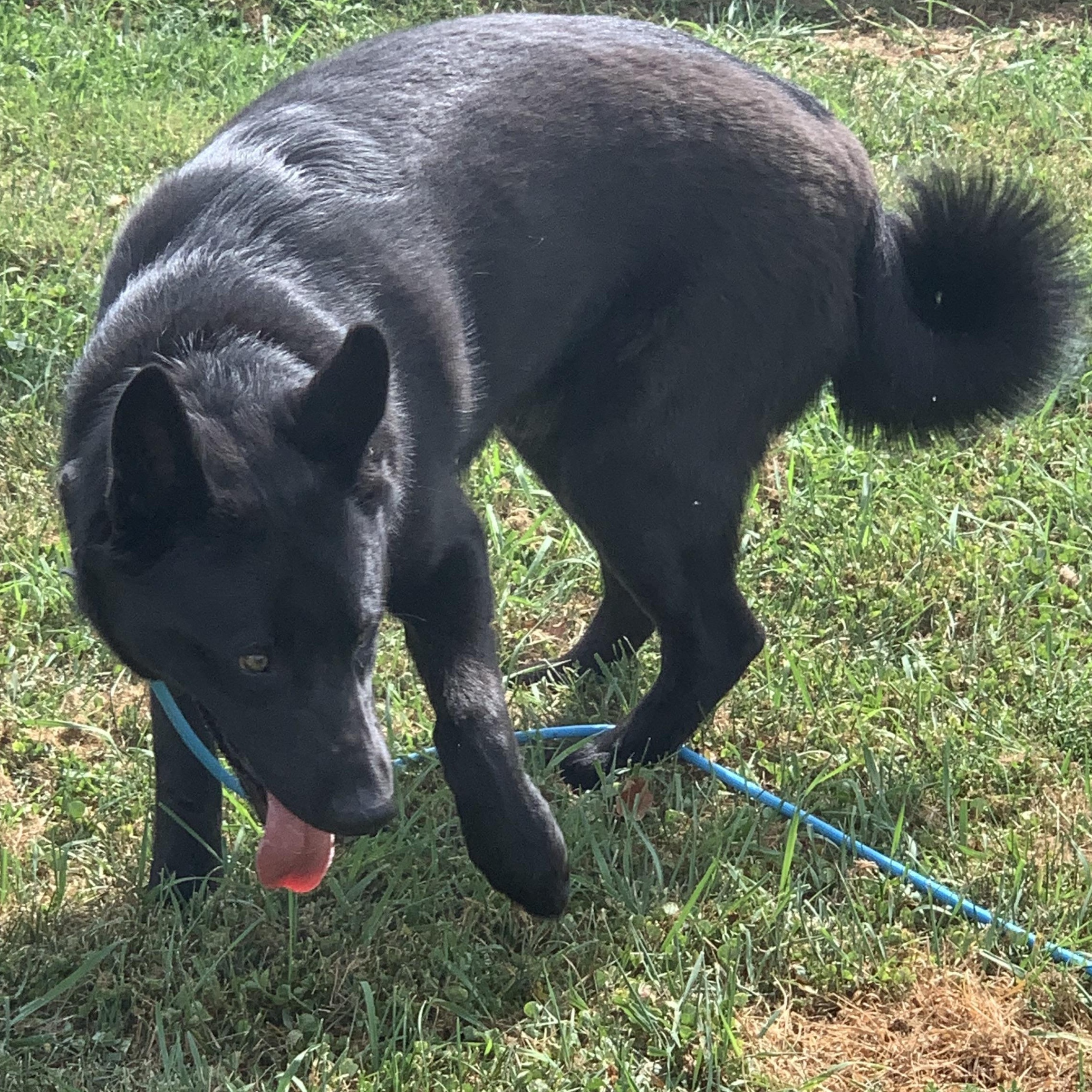 Rip, Adopted, Young Male German Shepherd Dog & Husky.