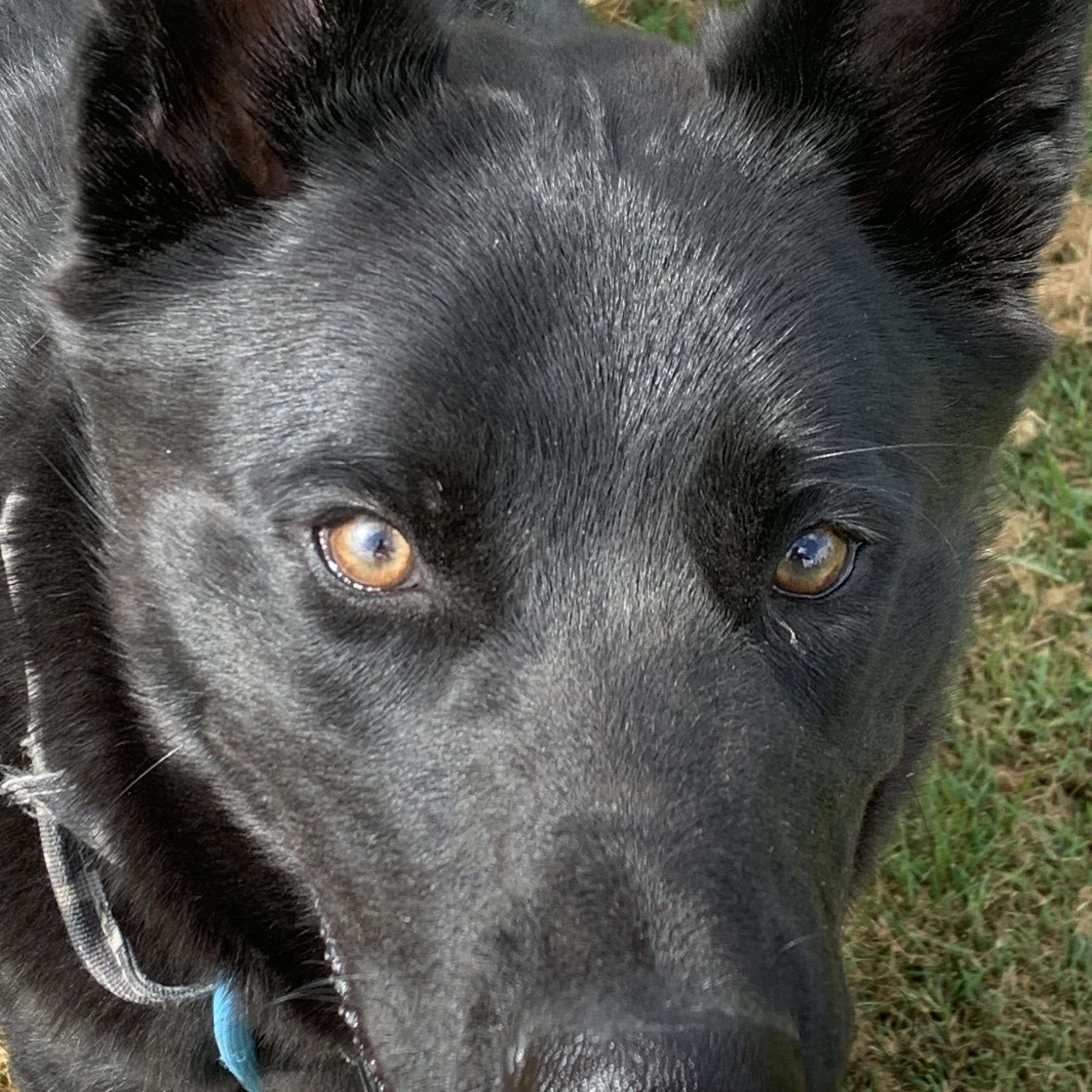 Enlarge Rip, a Adopted mixed breed in Elkton, MI image 4/4