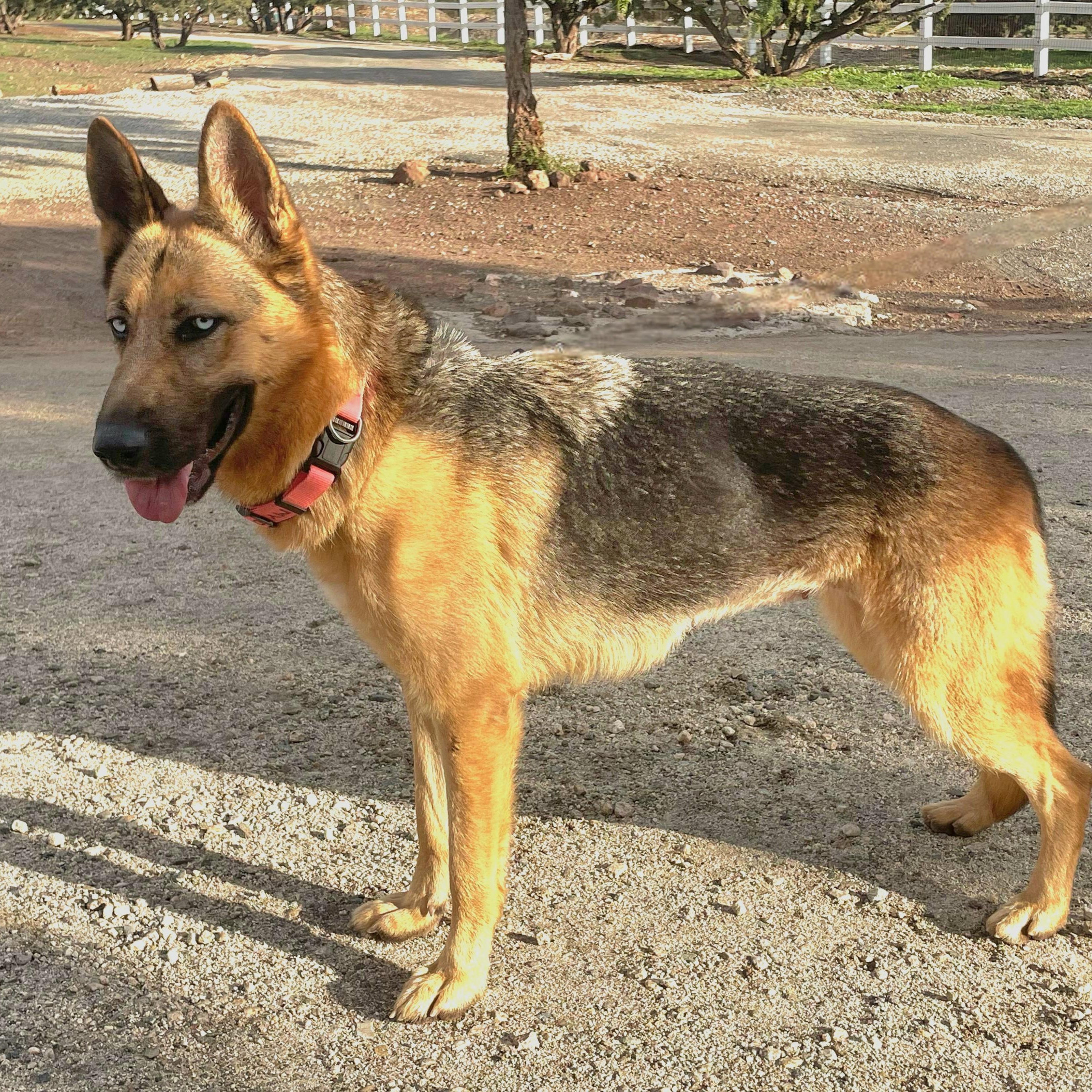 Enlarge Raven, an adopted German Shepherd Dog in las vegas, NV image 4/6