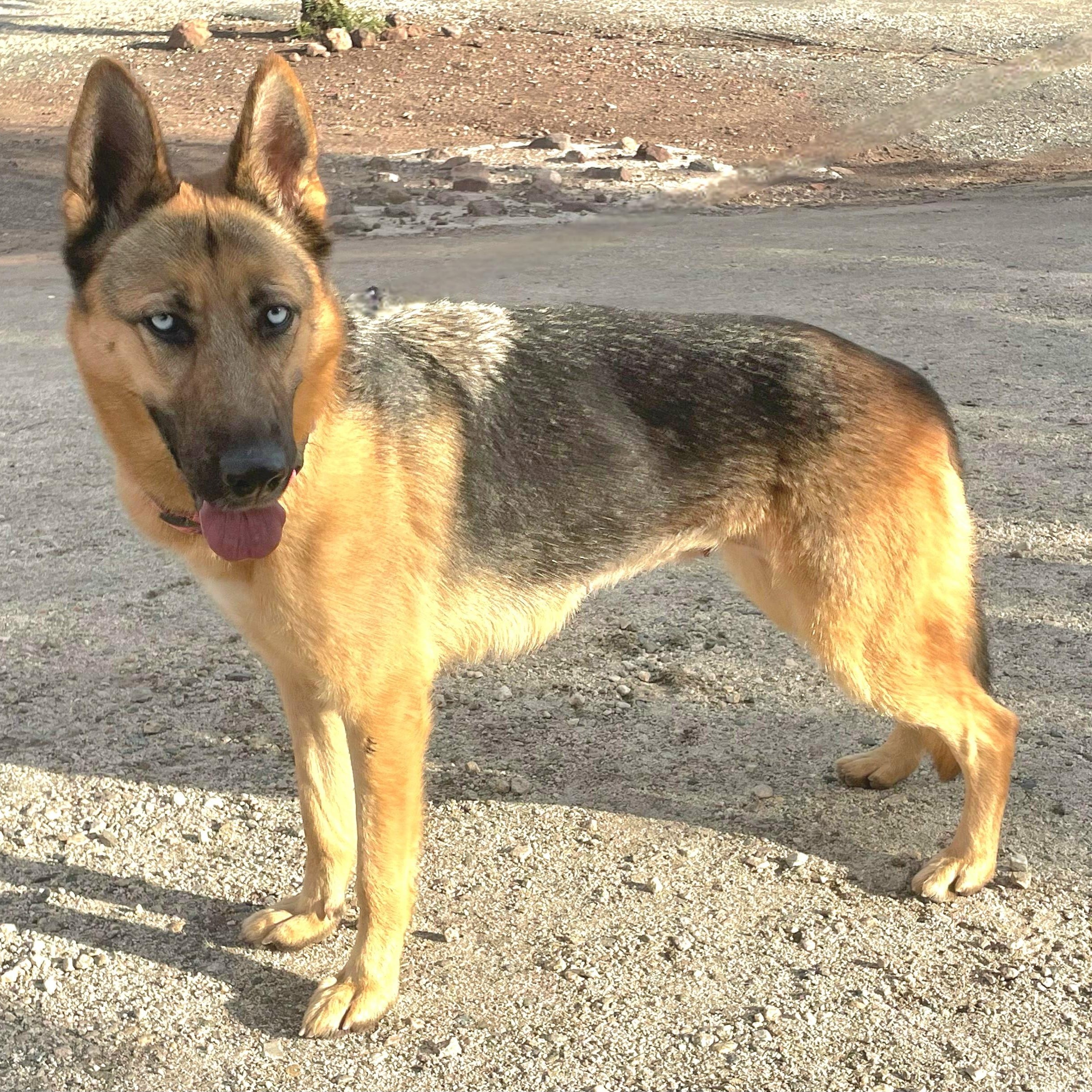 Raven, adopted, Young Female German Shepherd Dog.