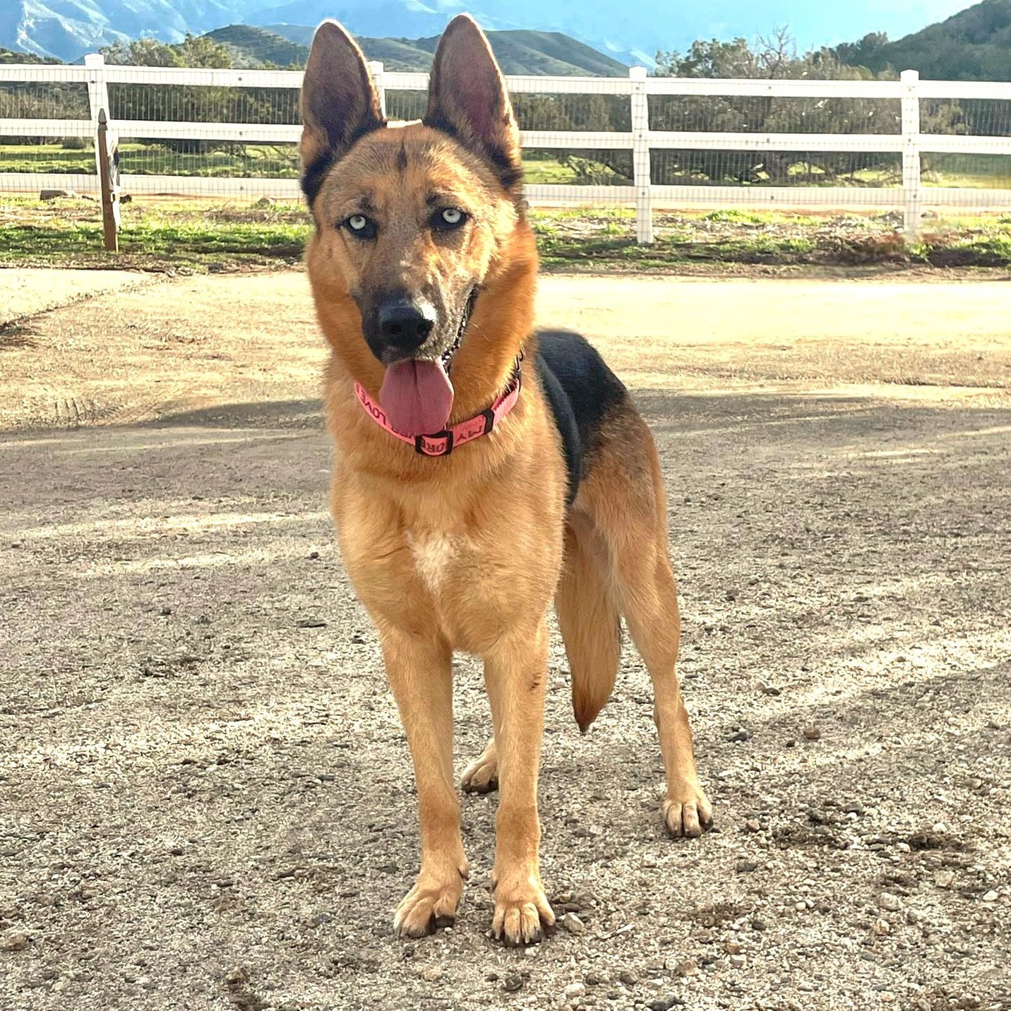 Enlarge Raven, an adopted German Shepherd Dog in las vegas, NV image 2/6