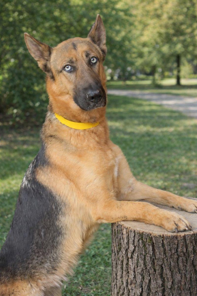 Enlarge Raven, an adopted German Shepherd Dog in las vegas, NV image 6/6