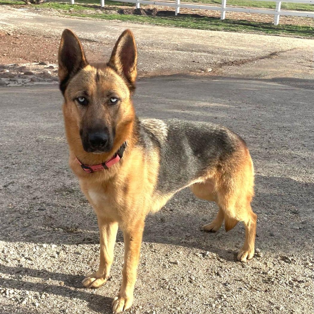 Enlarge Raven, an adopted German Shepherd Dog in las vegas, NV image 3/6