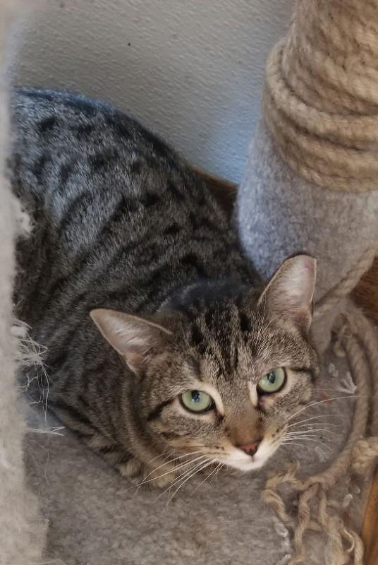 Starr, a Adoptable Domestic Short Hair in Cedar Rapids, IA image 2/3