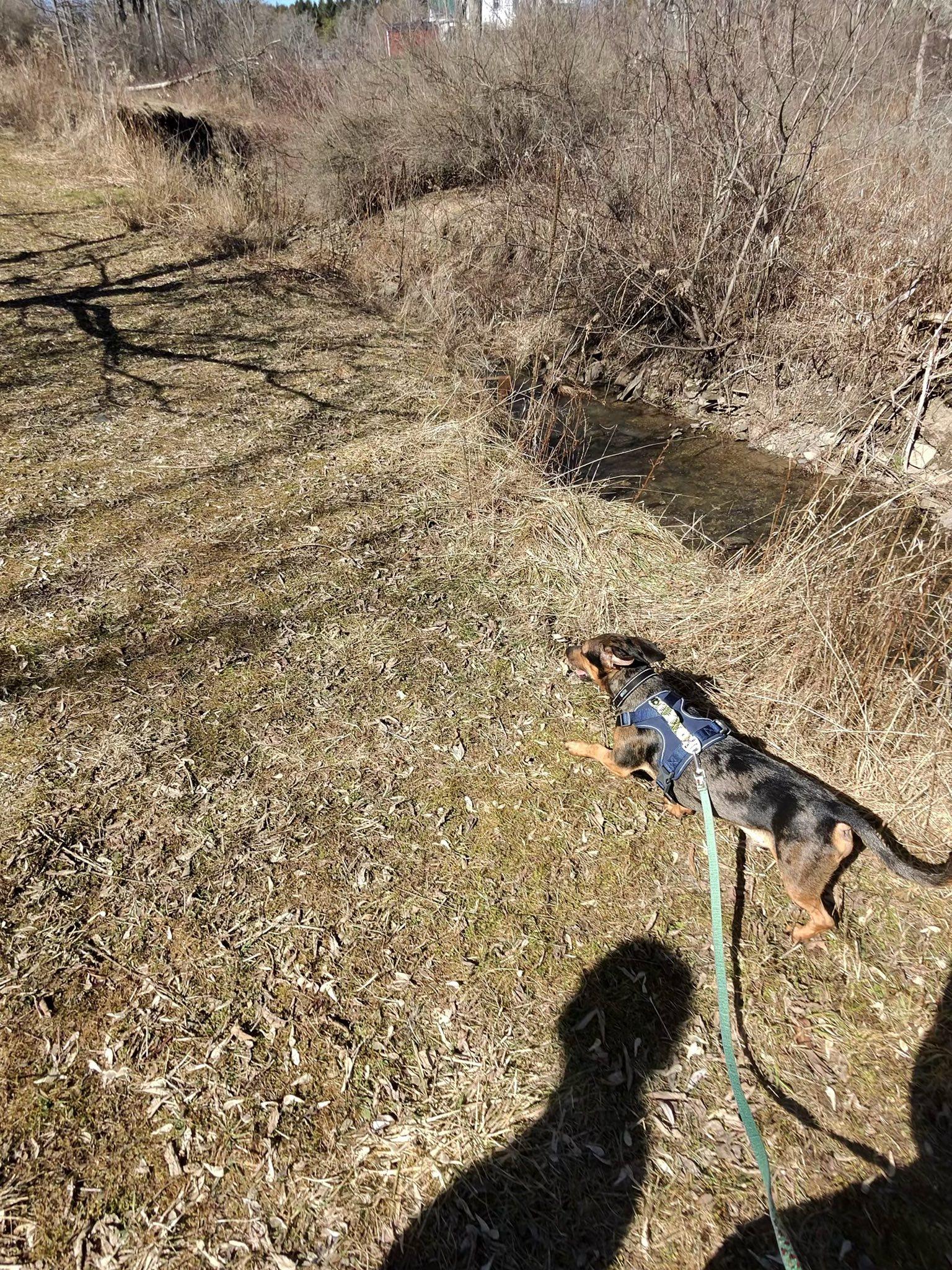 Enlarge Blu, a ADOPTABLE mixed breed in Elmira, NY image 4/4