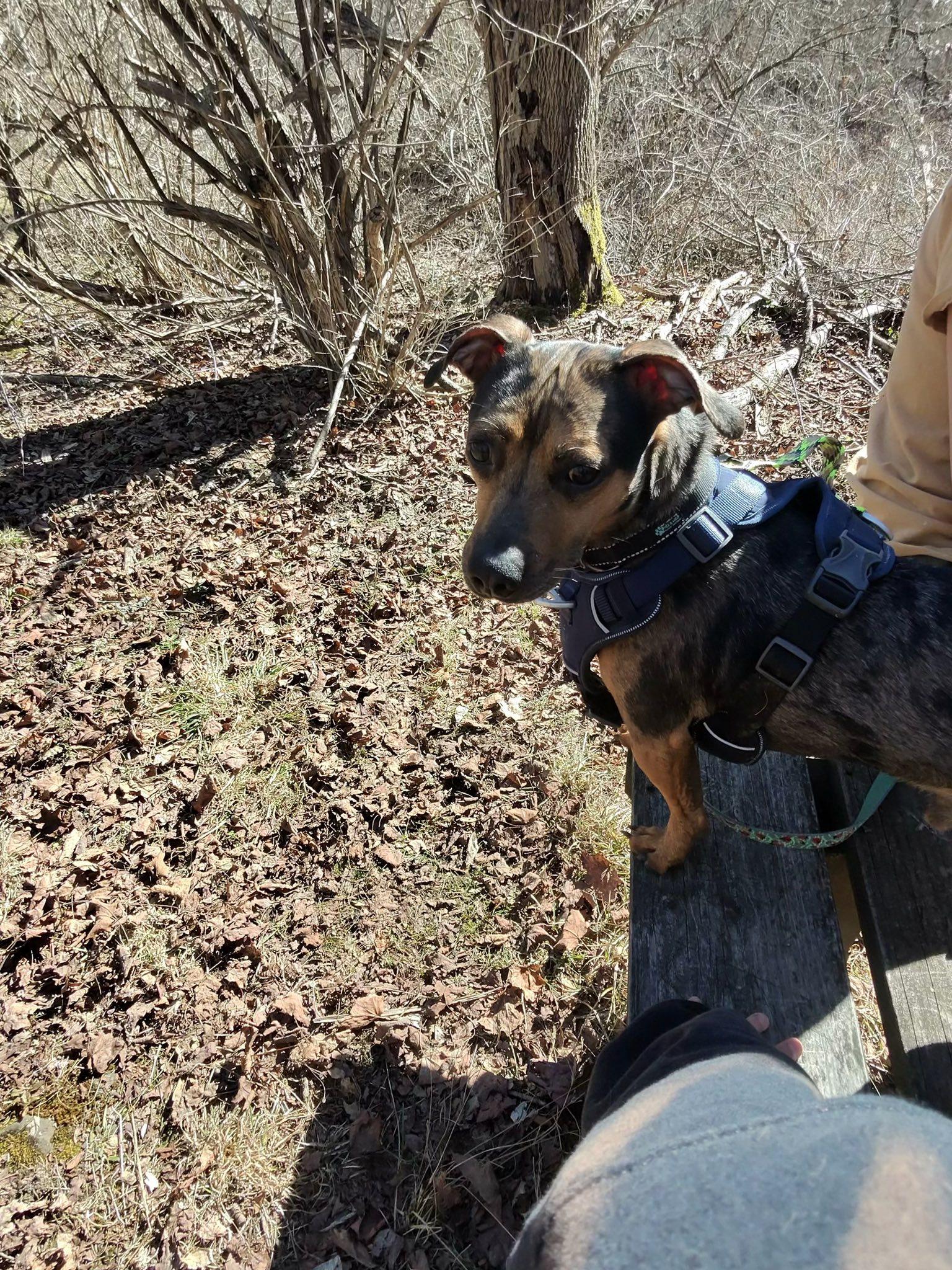 Enlarge Blu, a ADOPTABLE mixed breed in Elmira, NY image 3/4