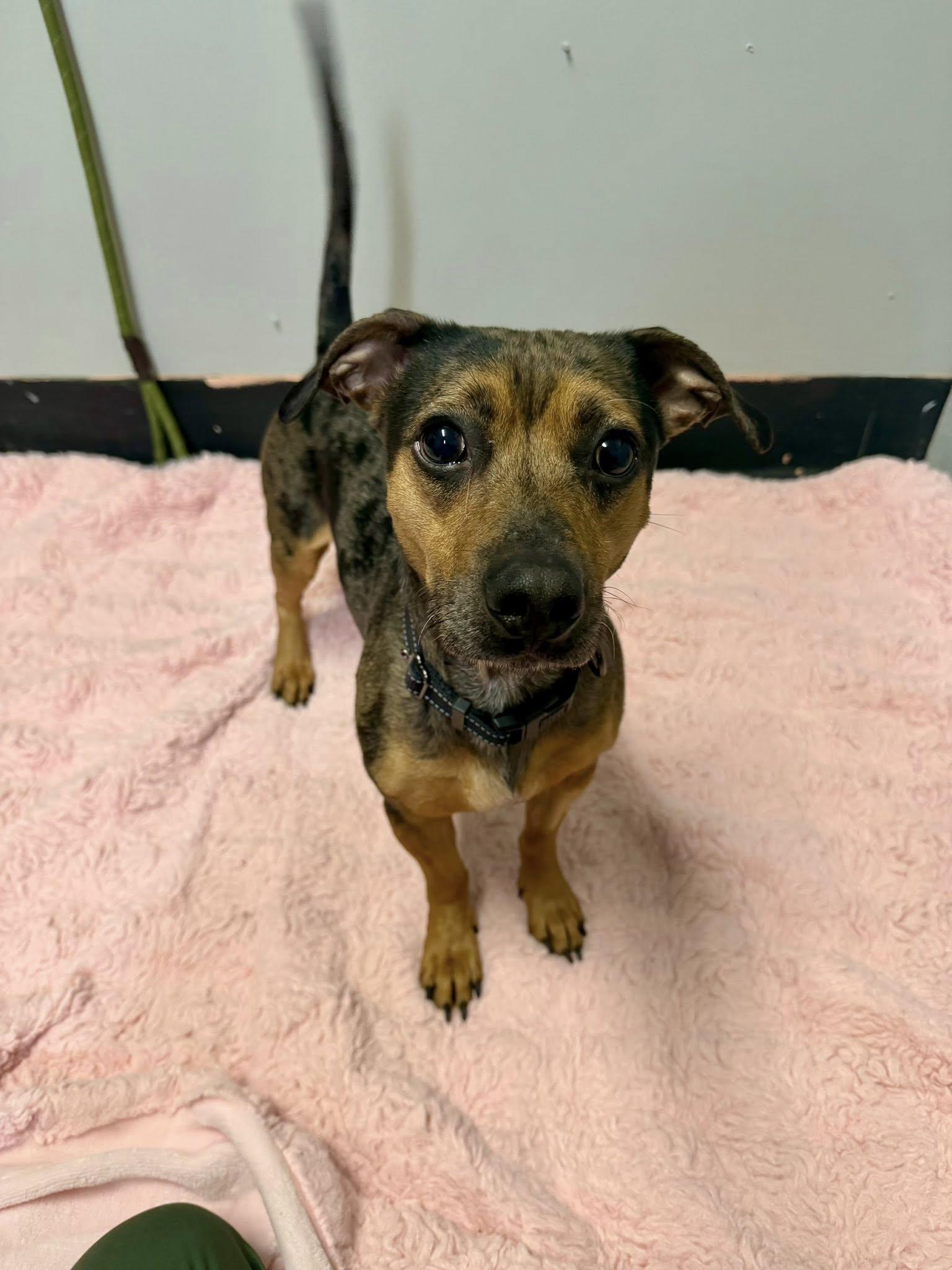 Enlarge Blu, a ADOPTABLE mixed breed in Elmira, NY image 2/4