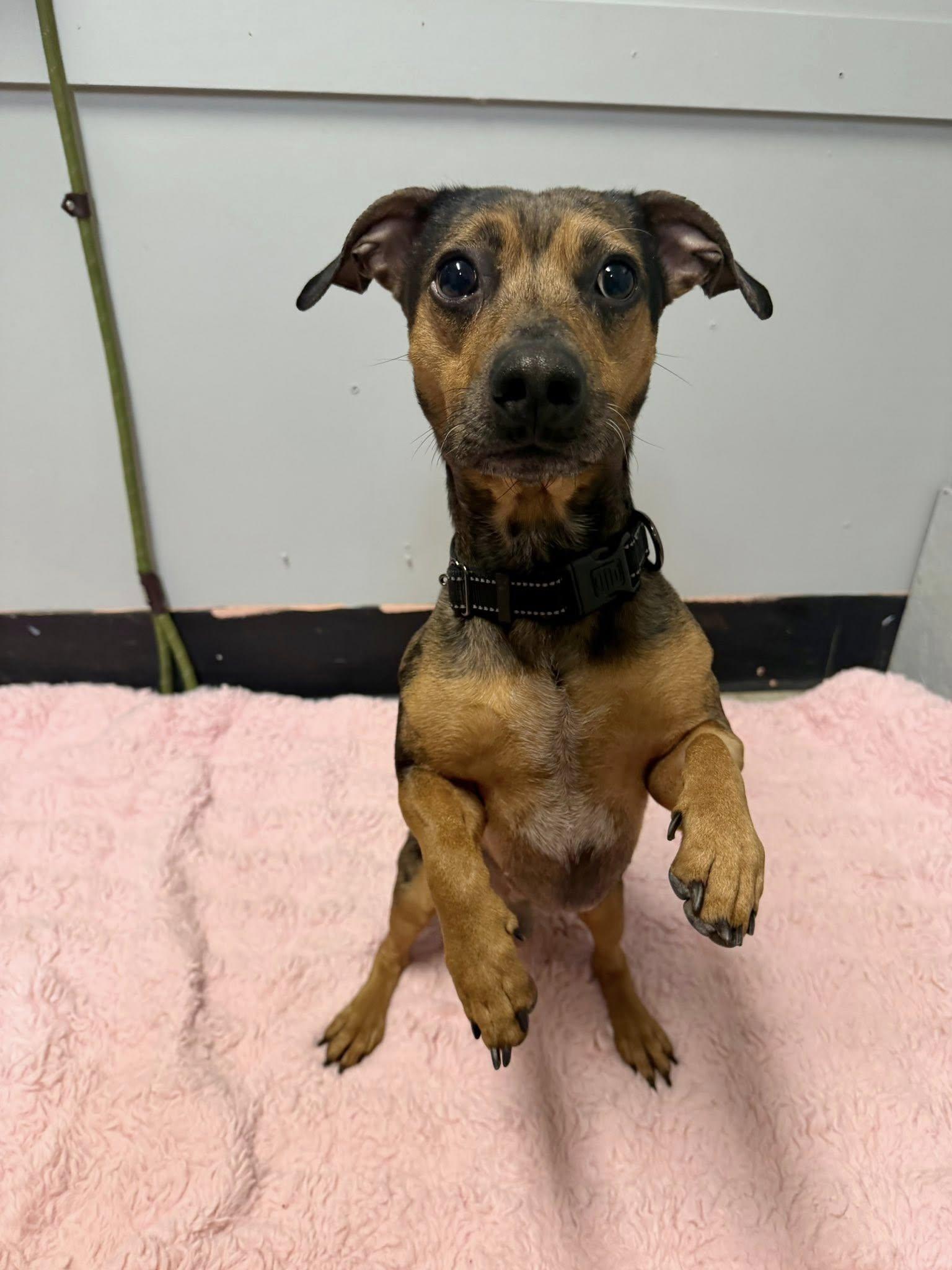 Blu, ADOPTABLE, Adult Male Dachshund & Pit Bull Terrier.