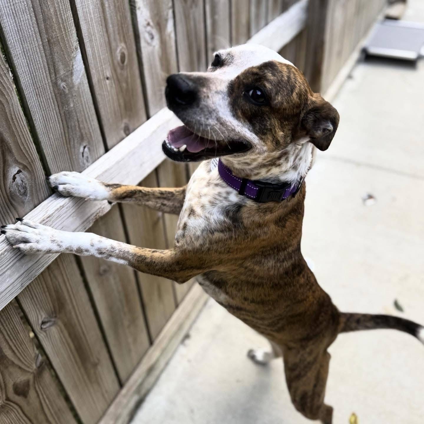 Mary Jane, adoptable, Adult Female Mixed Breed.