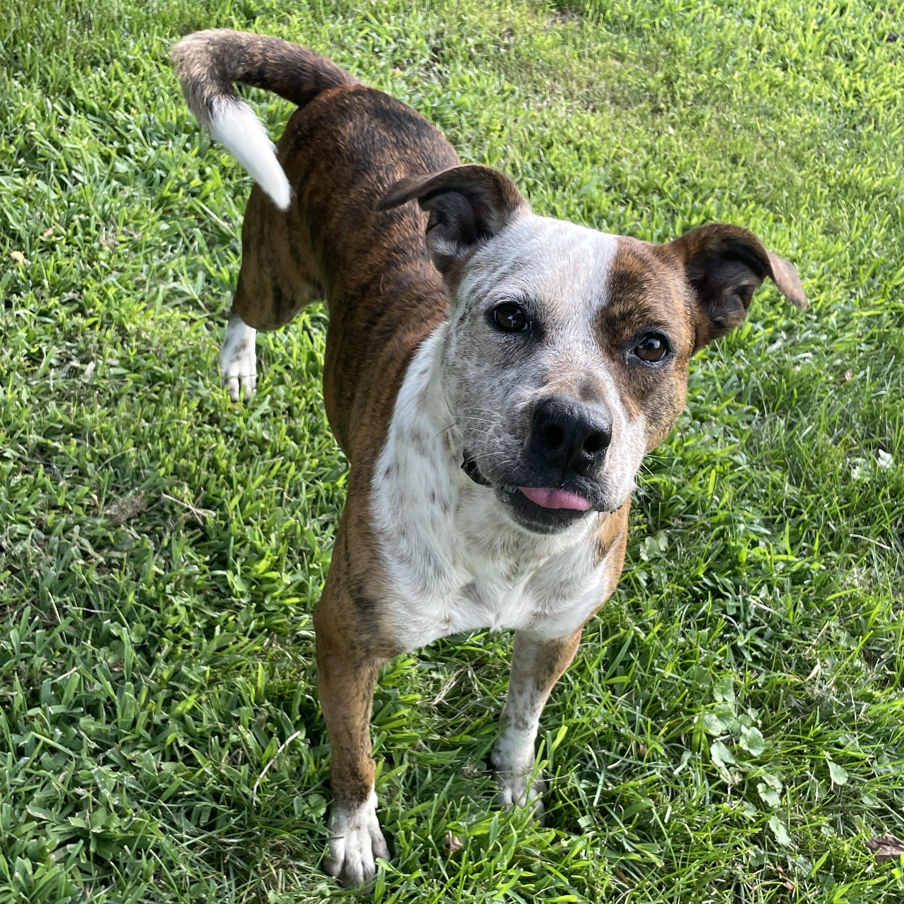 Enlarge Mary Jane, an adoptable Mixed Breed in Lacon, IL image 2/6