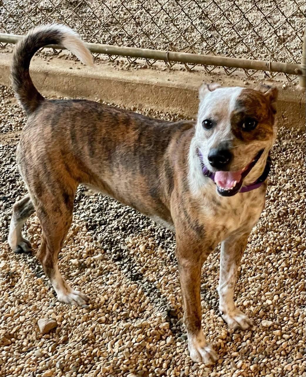 Enlarge Mary Jane, an adoptable Mixed Breed in Lacon, IL image 2/3