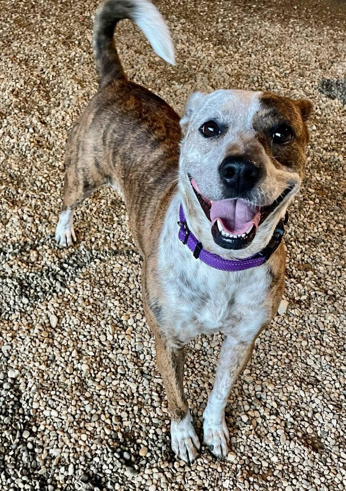 Enlarge Mary Jane, an adoptable Mixed Breed in Lacon, IL image 3/3