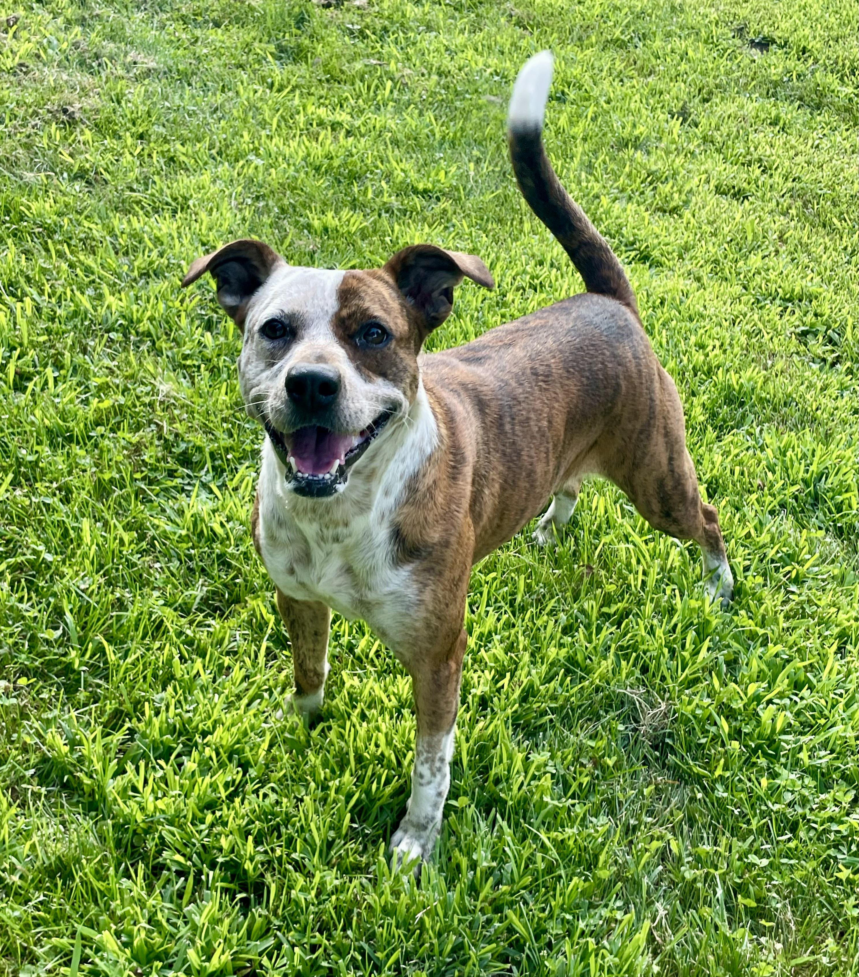 Enlarge Mary Jane, an adoptable Mixed Breed in Lacon, IL image 5/6