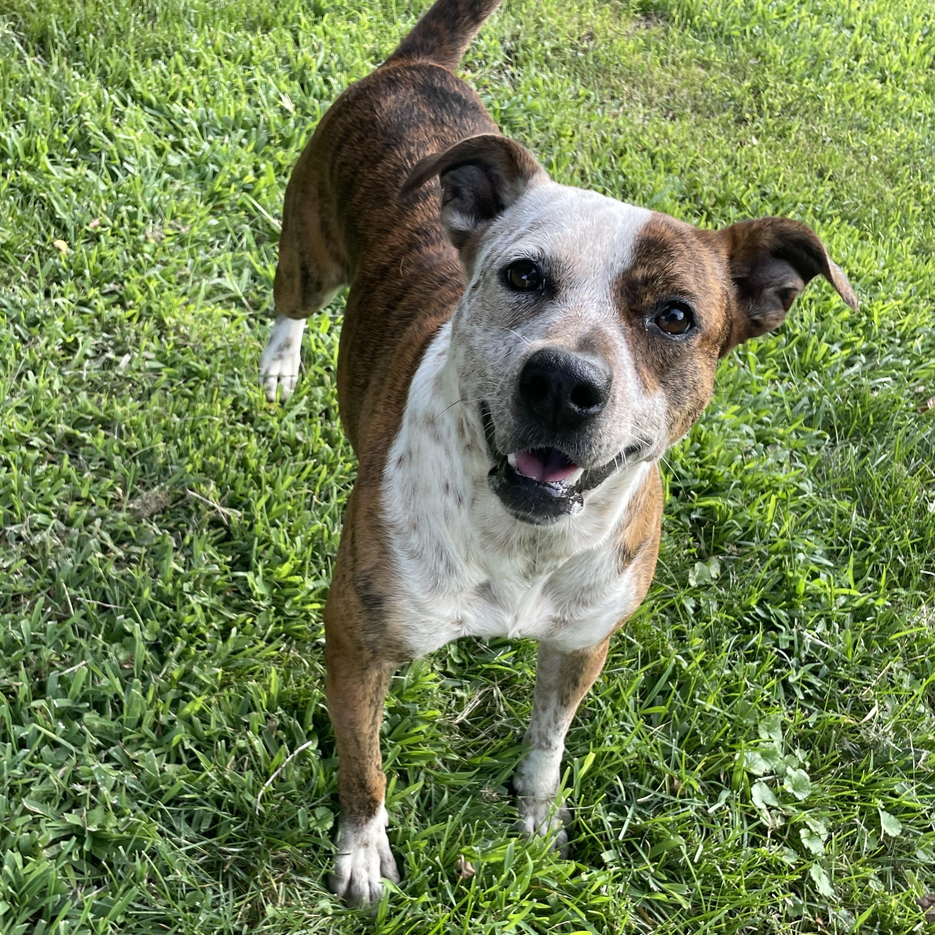 Mary Jane, adoptable, Adult Female Mixed Breed.
