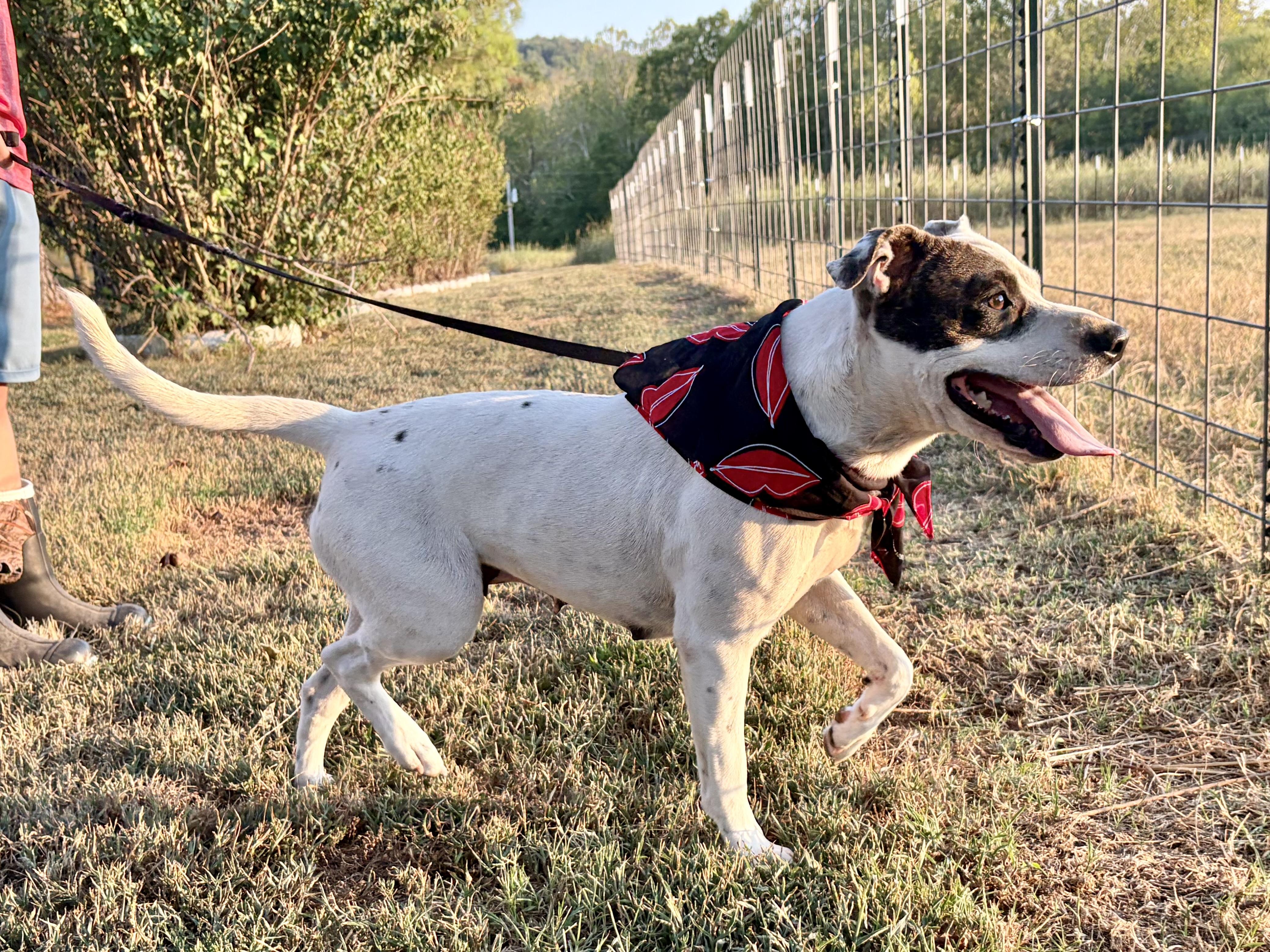 Enlarge Whitney, a Adoptable mixed breed in Welling, OK image 1/5