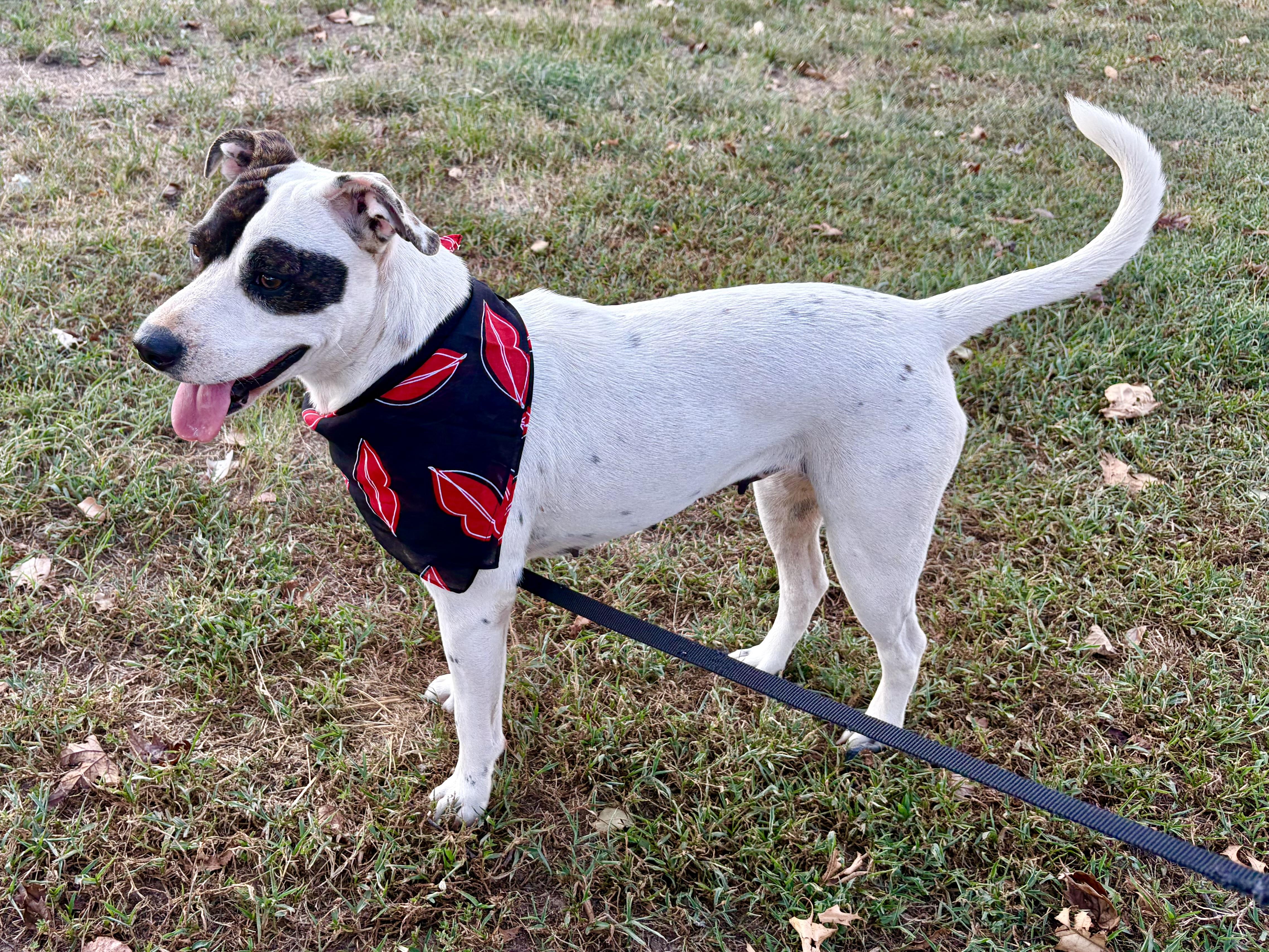 Enlarge Whitney, a Adoptable mixed breed in Welling, OK image 3/5