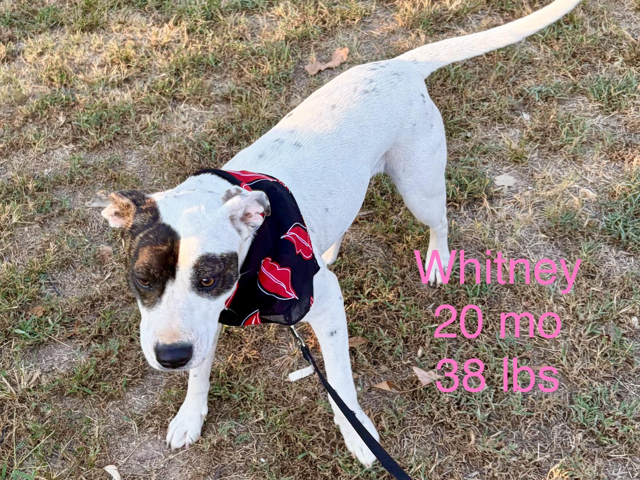 Enlarge Whitney, a Adoptable mixed breed in Welling, OK image 4/5