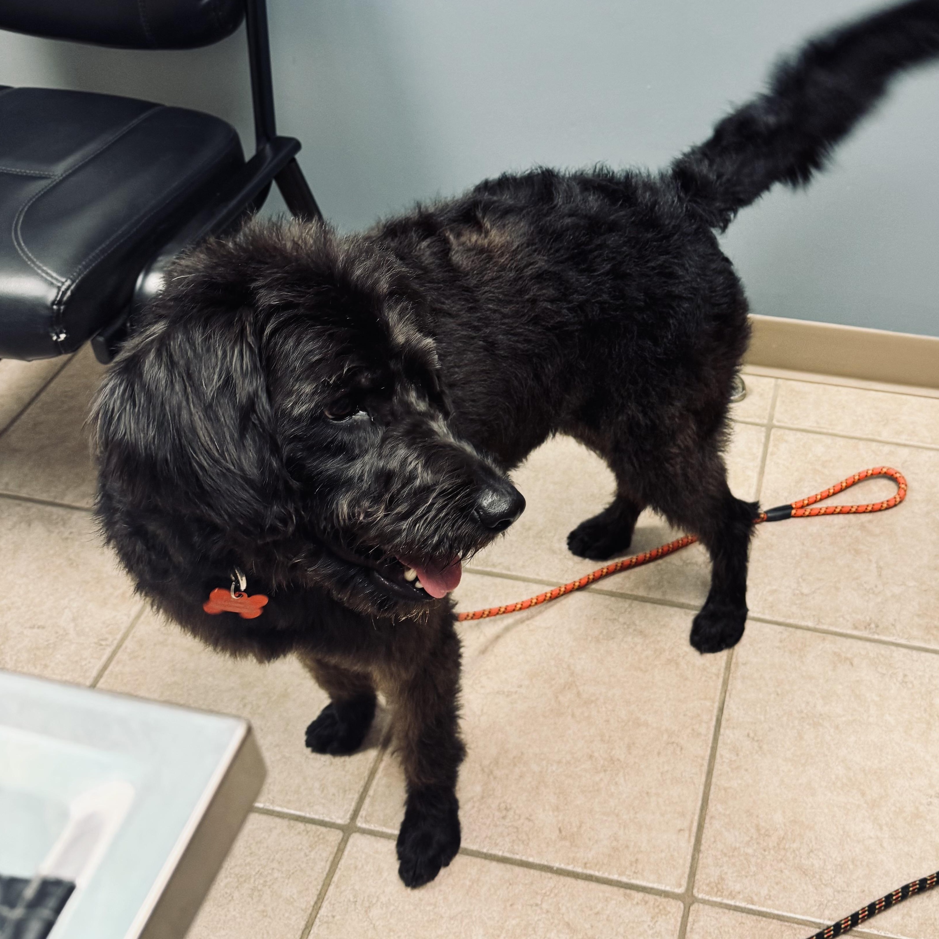 Enlarge Dove, a ADOPTABLE Labradoodle in Louisburg, KS image 4/6