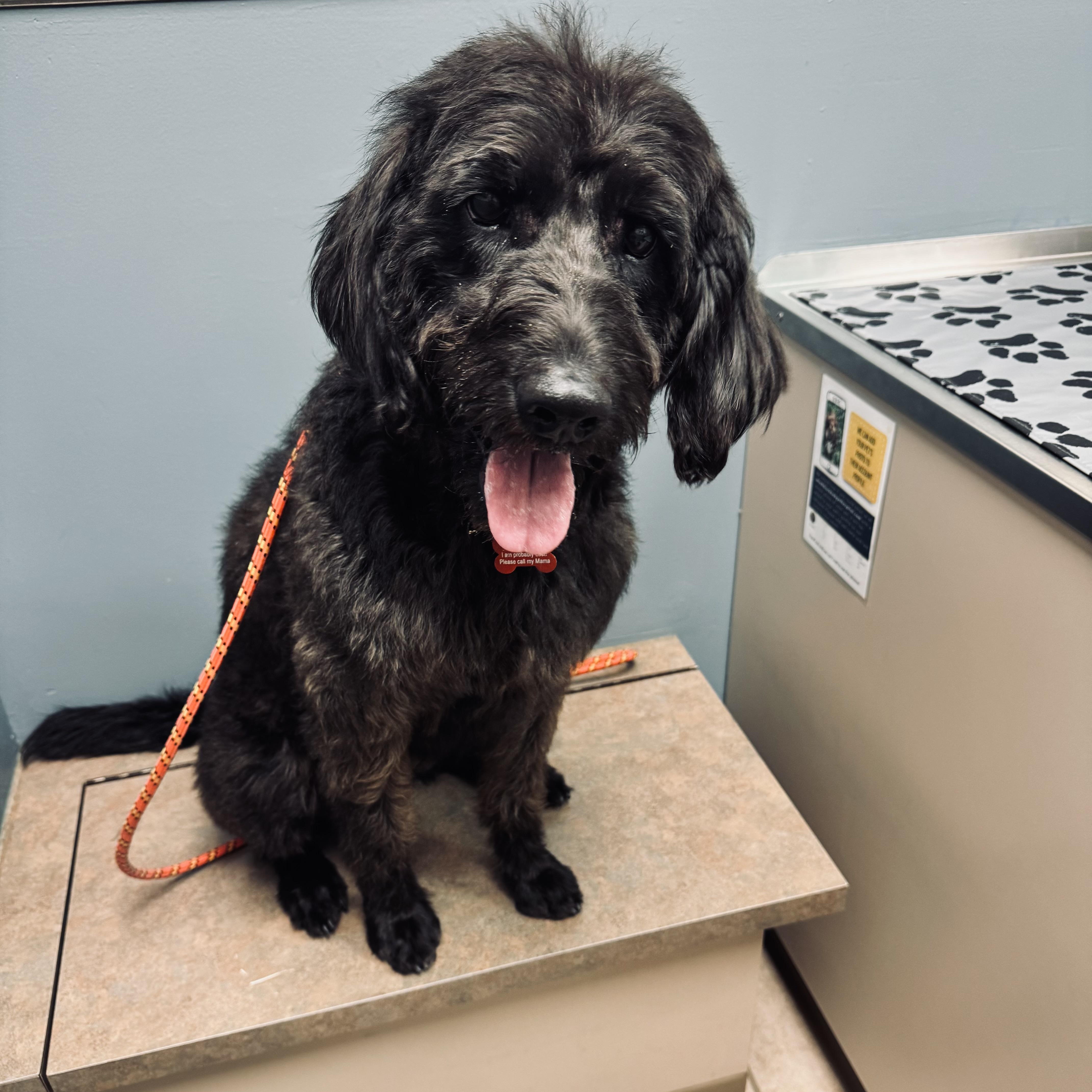Enlarge Dove, a ADOPTABLE Labradoodle in Louisburg, KS image 2/6
