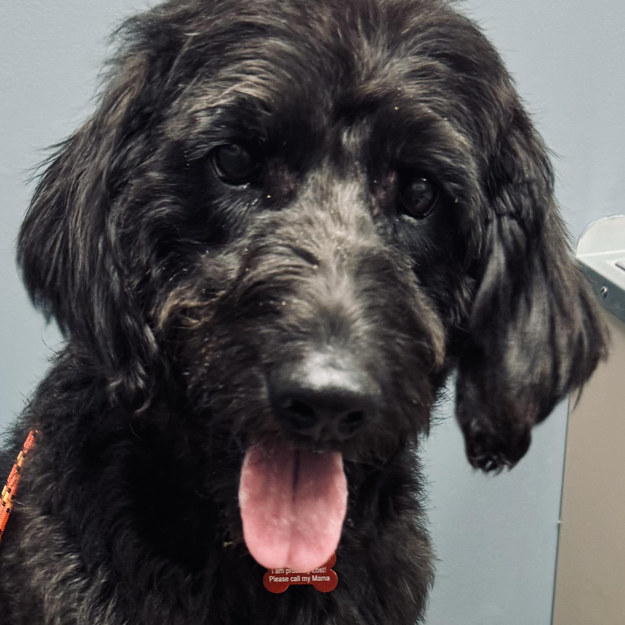 Dove, ADOPTABLE, Adult Female Labradoodle.