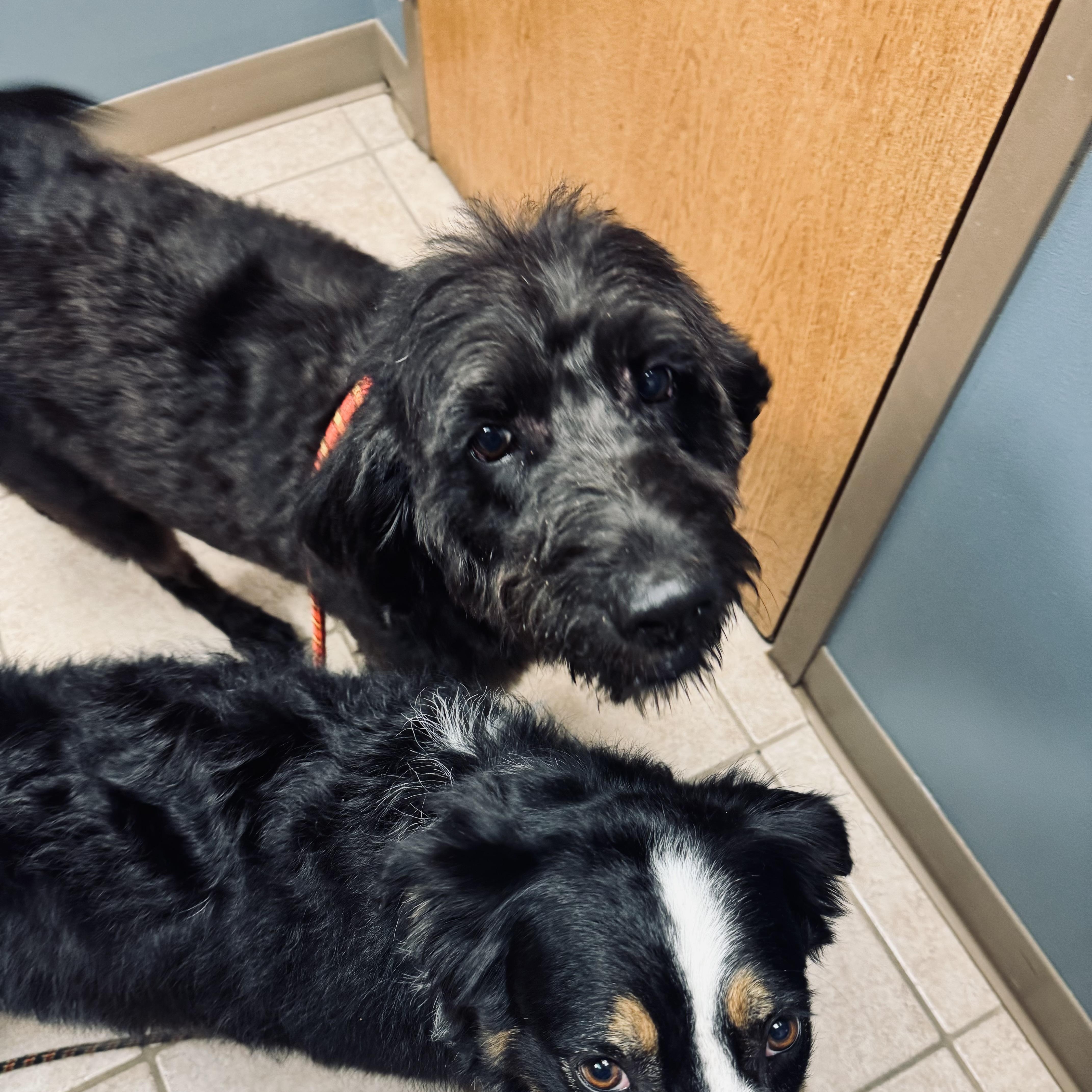 Enlarge Dove, a ADOPTABLE Labradoodle in Louisburg, KS image 5/6