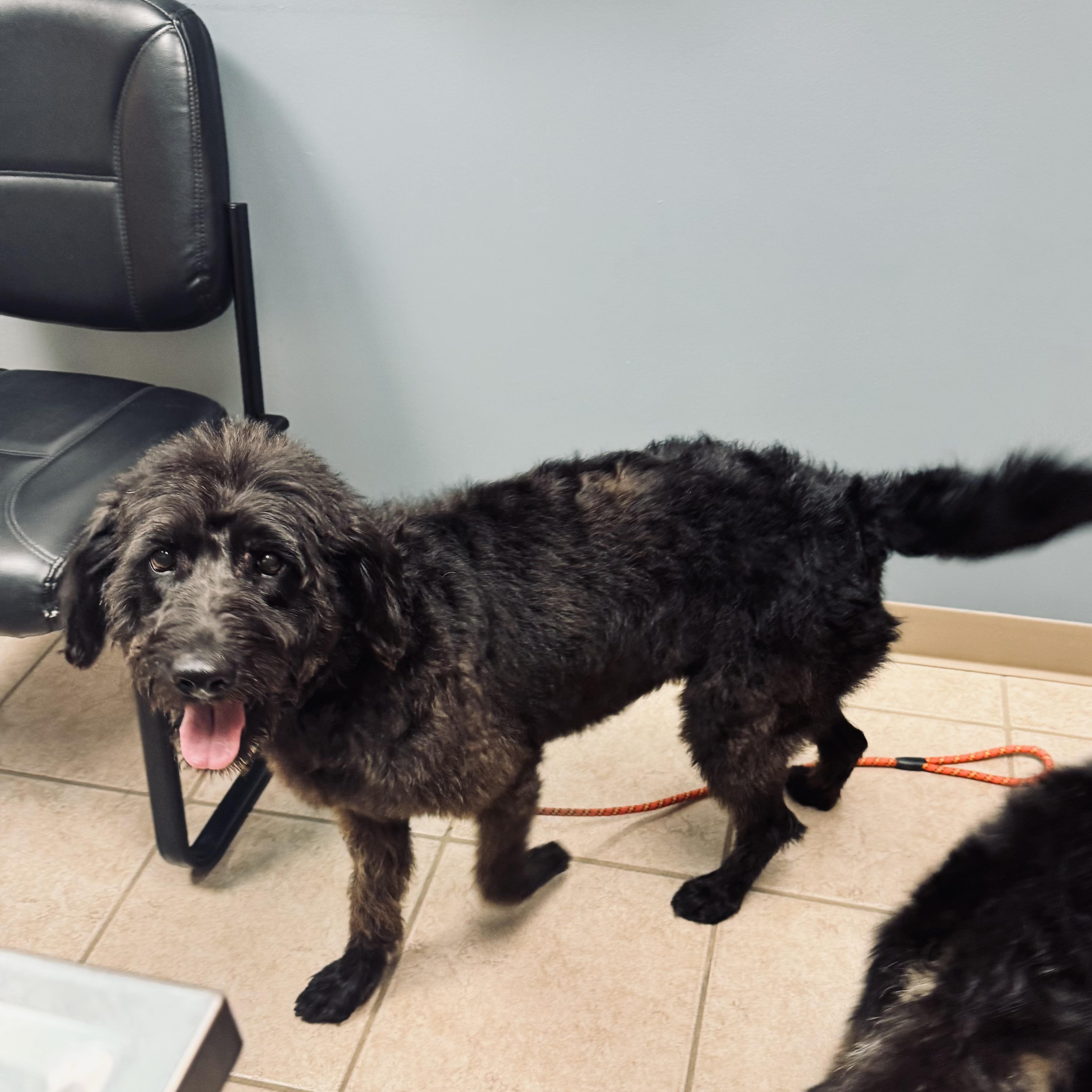 Enlarge Dove, a ADOPTABLE Labradoodle in Louisburg, KS image 3/6