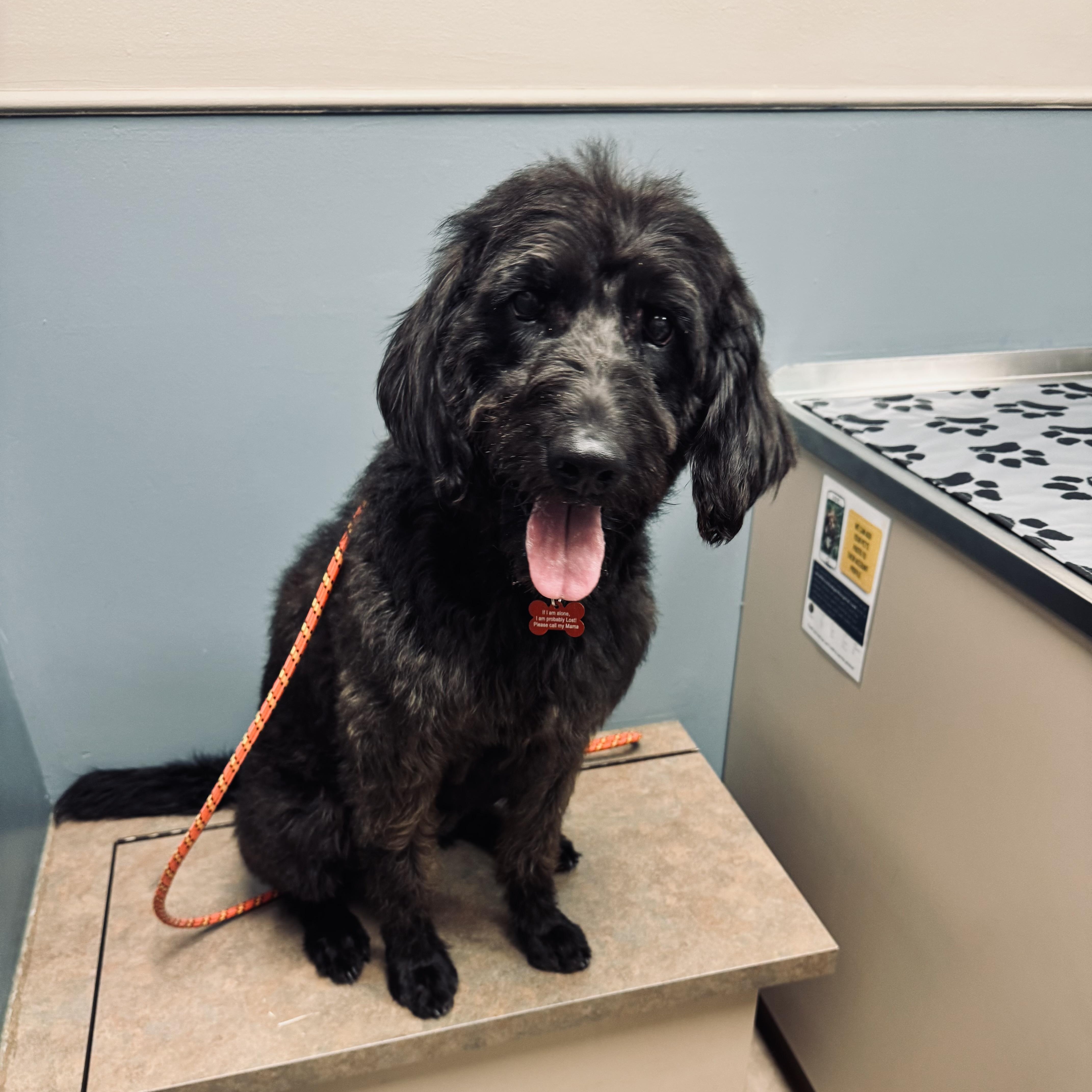 Enlarge Dove, a ADOPTABLE Labradoodle in Louisburg, KS image 6/6