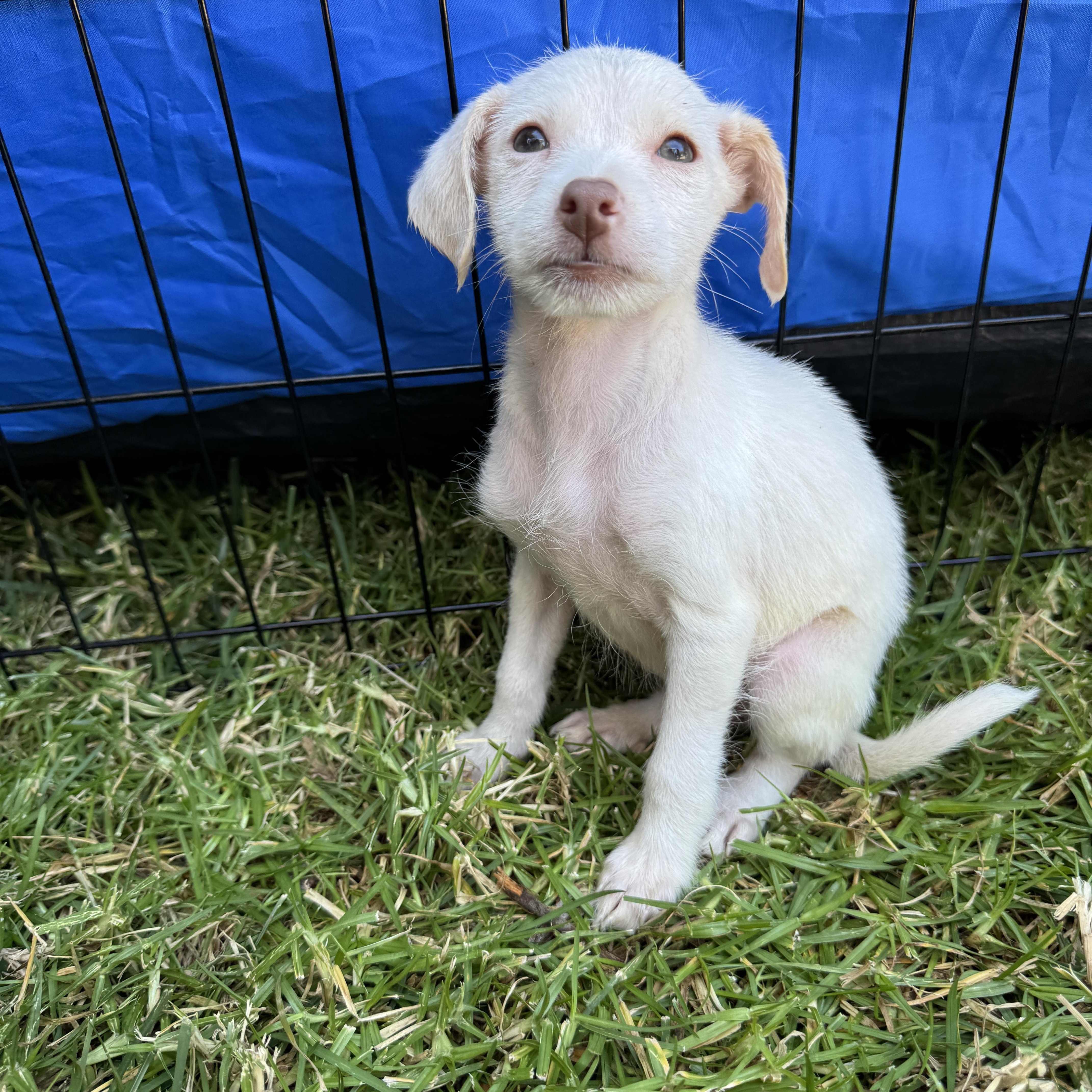 Joy, a Adoptable mixed breed in San Diego, CA image 3/4