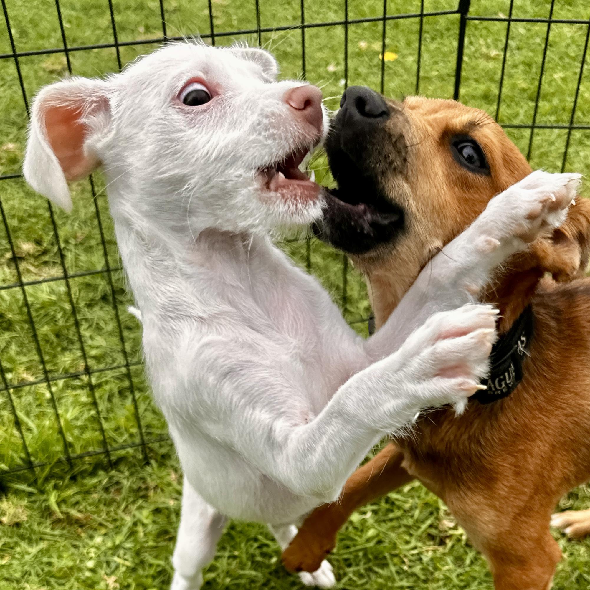 Joy, a Adoptable mixed breed in San Diego, CA image 4/4