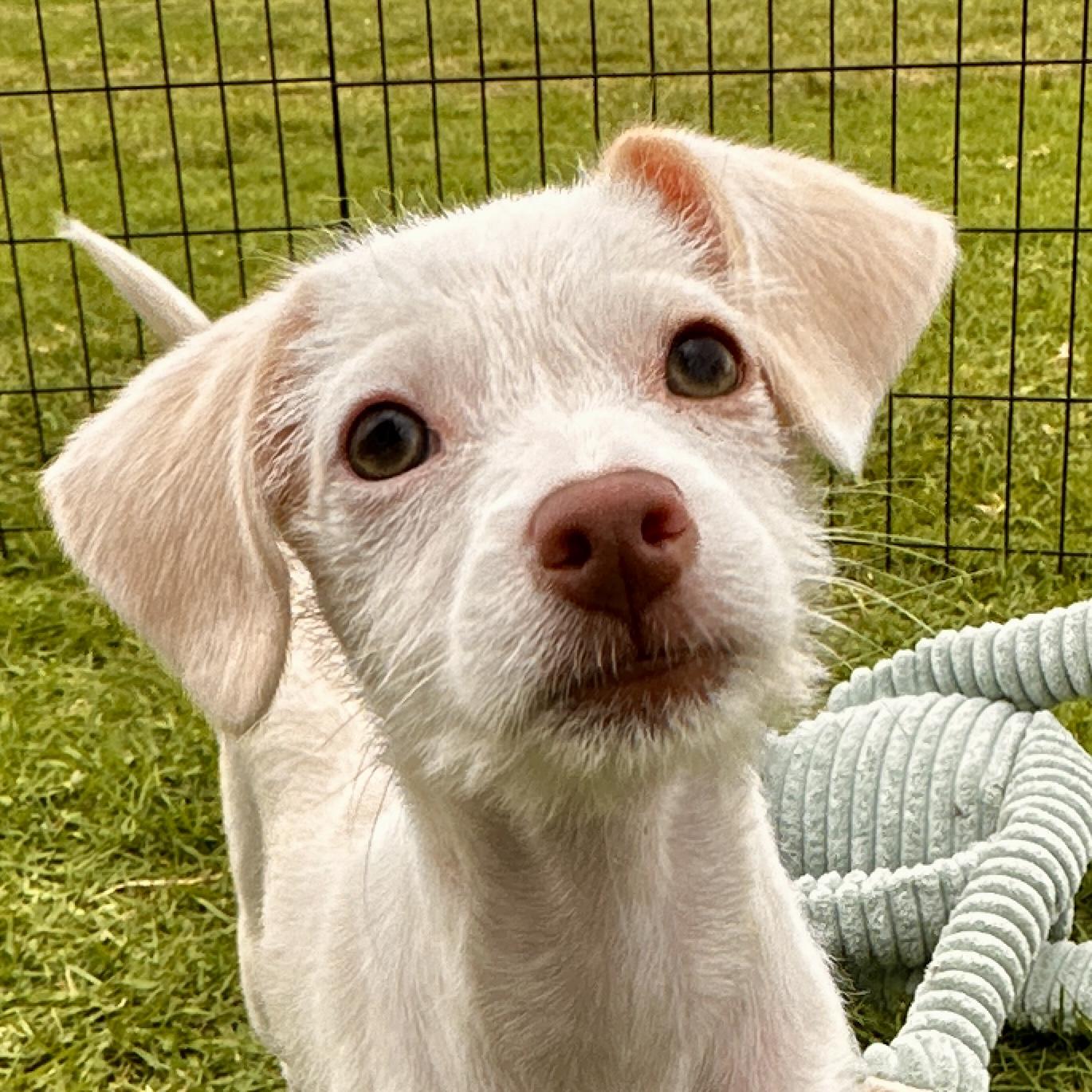 Joy, Adoptable, Puppy Female Chihuahua & Schnoodle.