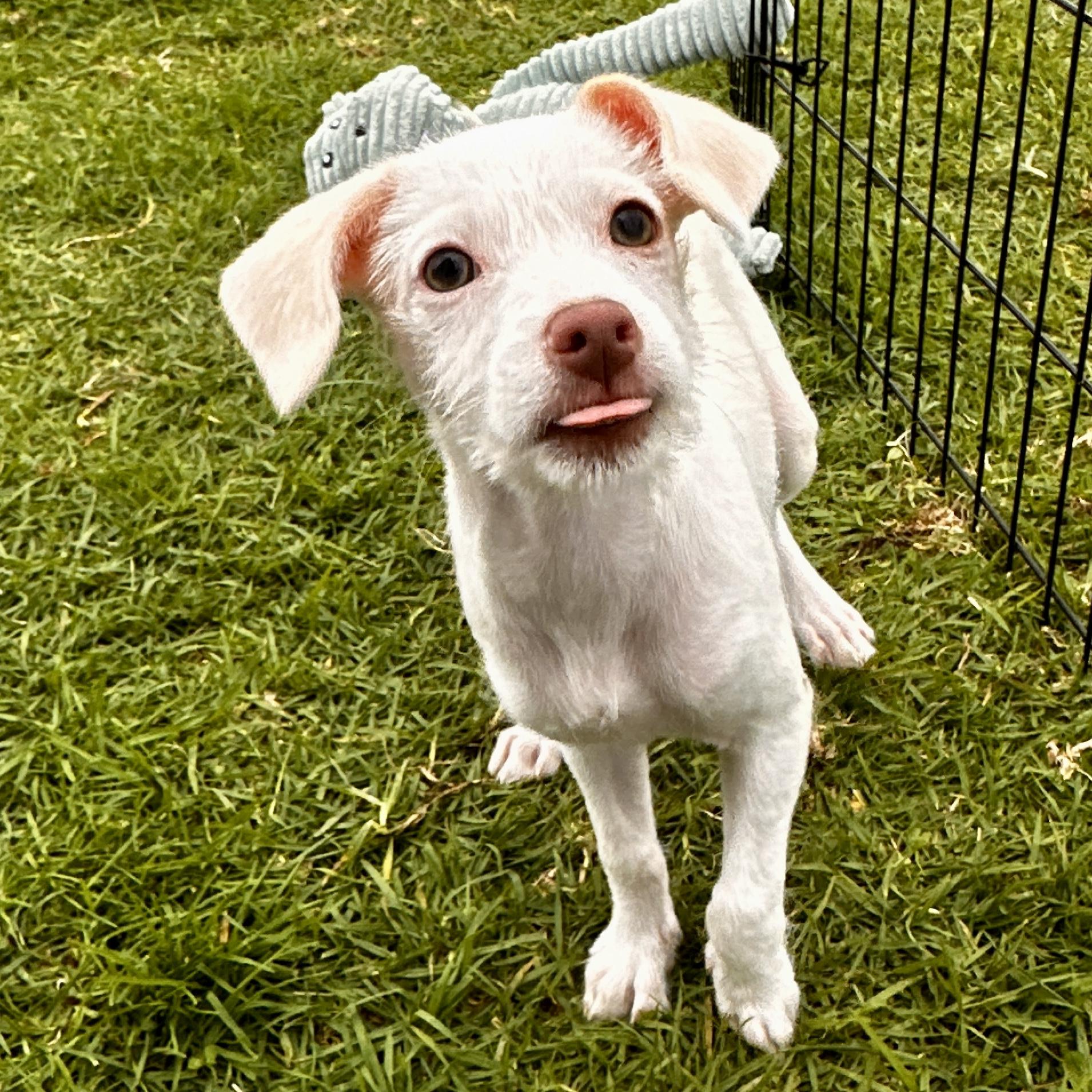Joy, a Adoptable mixed breed in San Diego, CA image 2/4