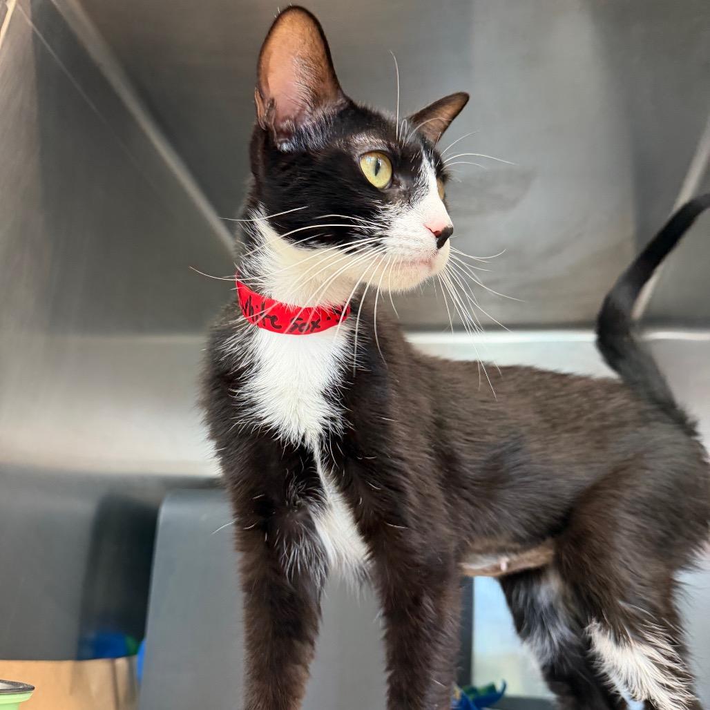 White Sox, a Adoptable Domestic Short Hair in Chicago, IL image 1/3