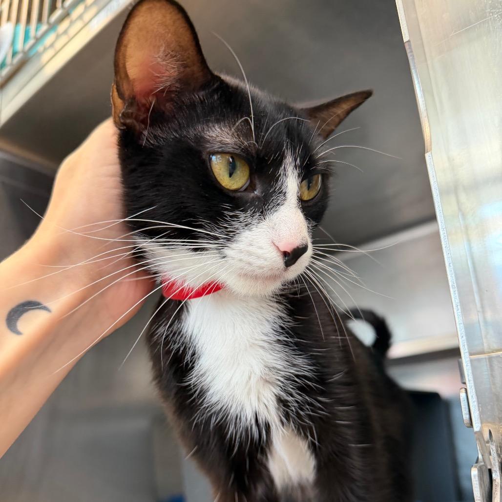 White Sox, a Adoptable Domestic Short Hair in Chicago, IL image 2/3