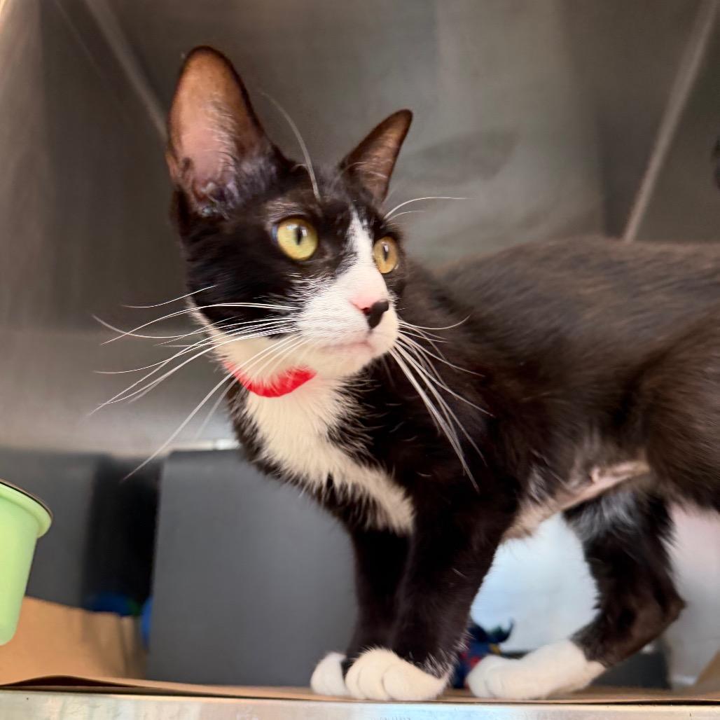 White Sox, a Adoptable Domestic Short Hair in Chicago, IL image 3/3