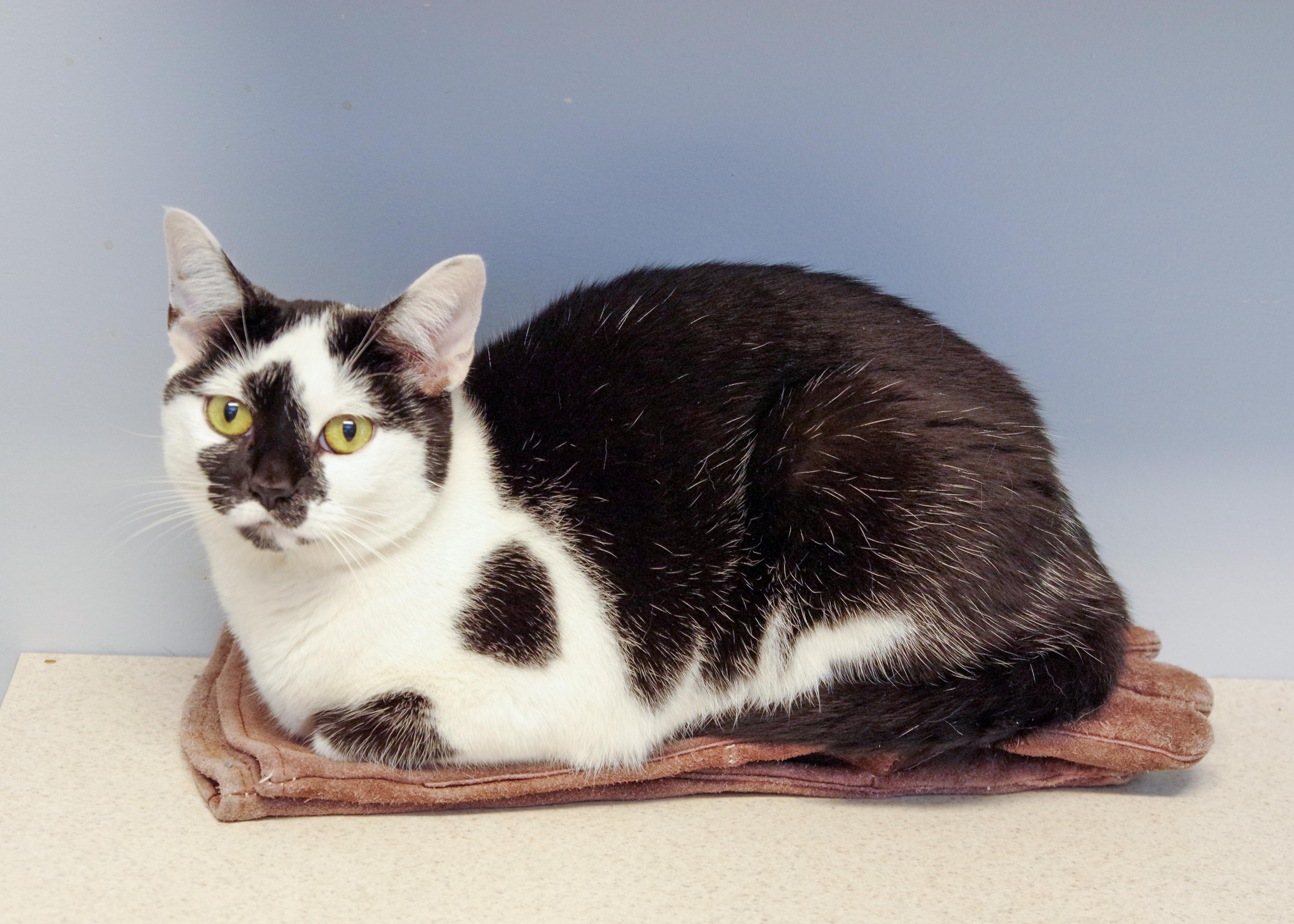 Ava, a Adoptable American Shorthair in Scituate, MA image 3/5