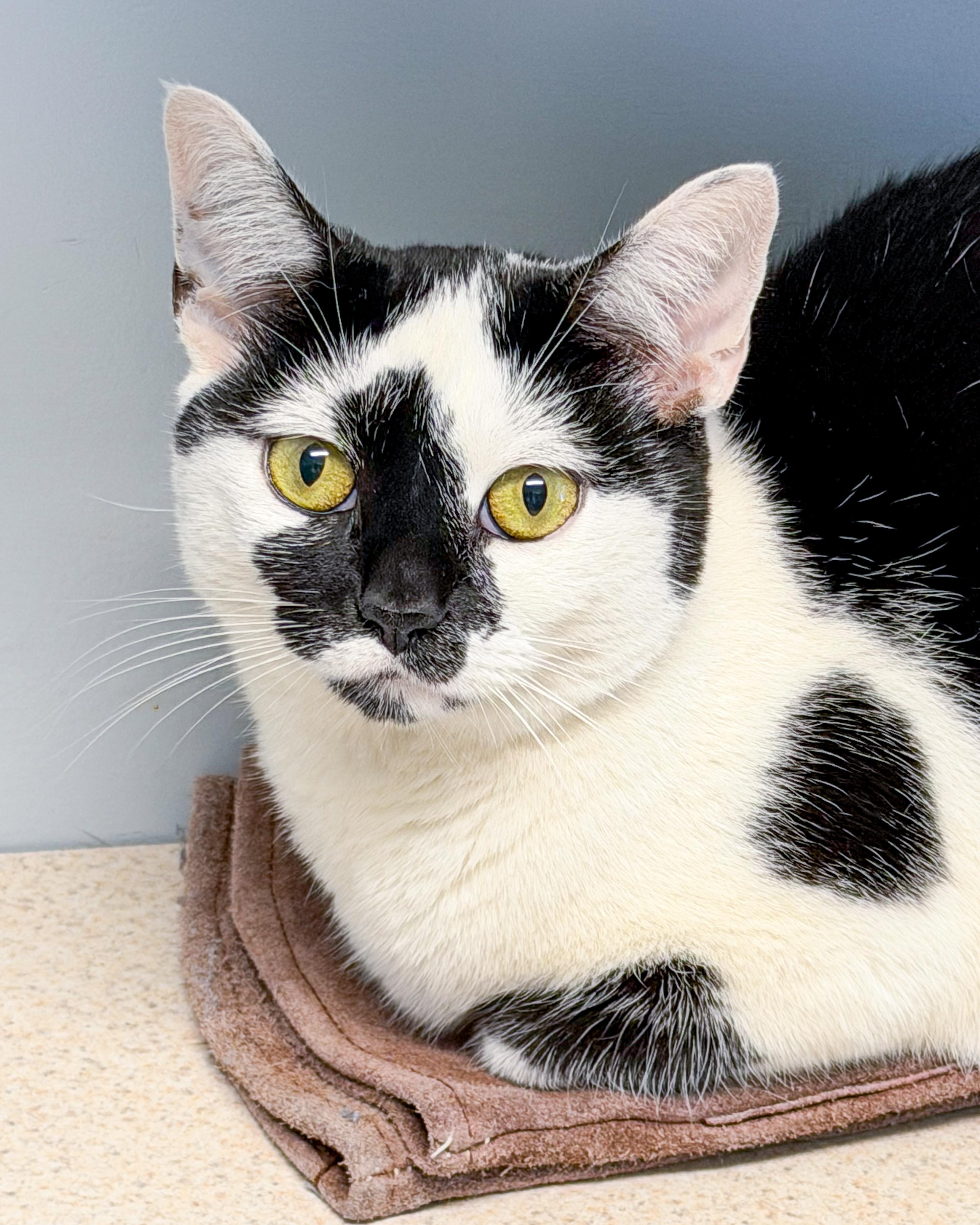 Ava, Adoptable, Young Female American Shorthair.