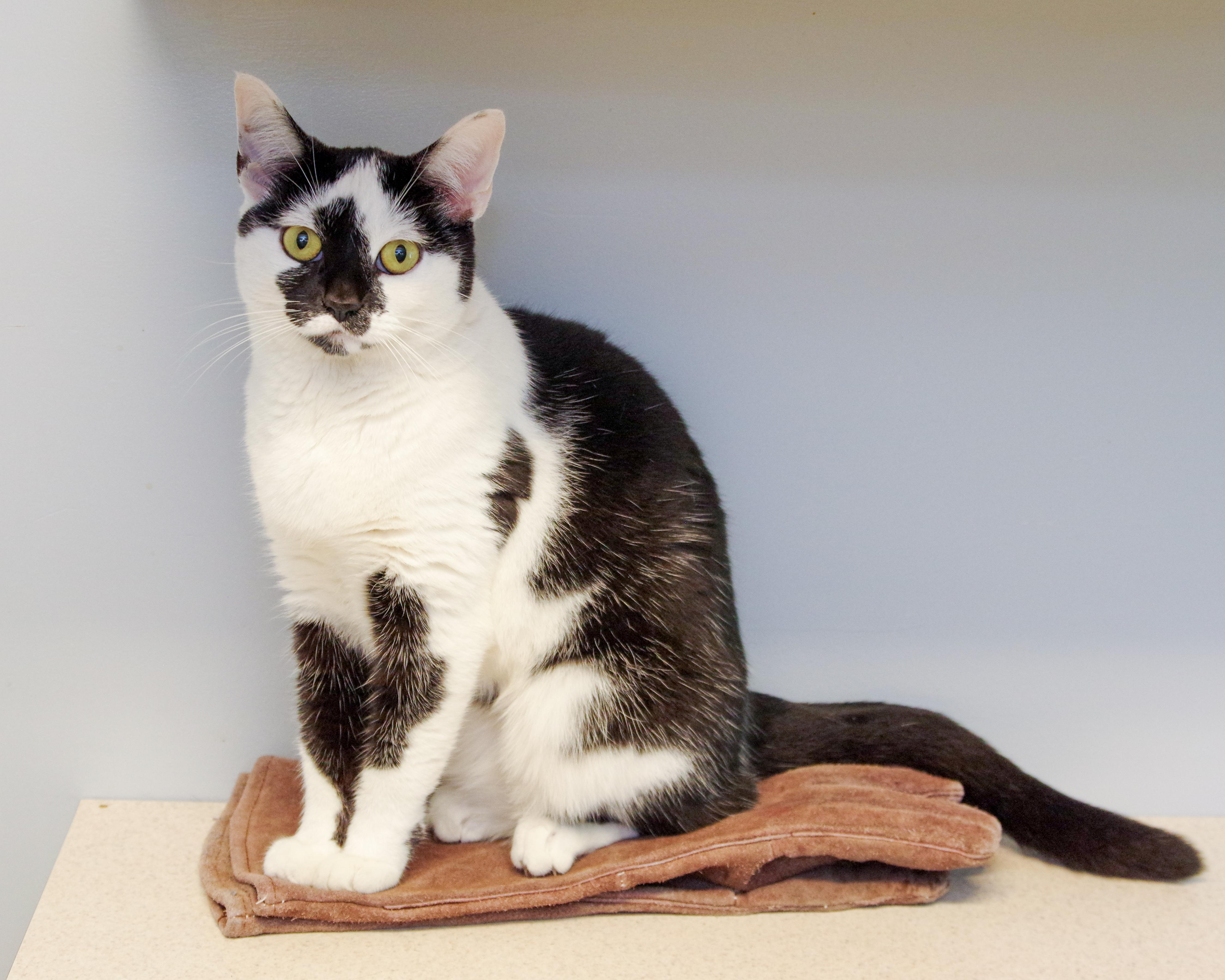 Ava, a Adoptable American Shorthair in Scituate, MA image 5/5