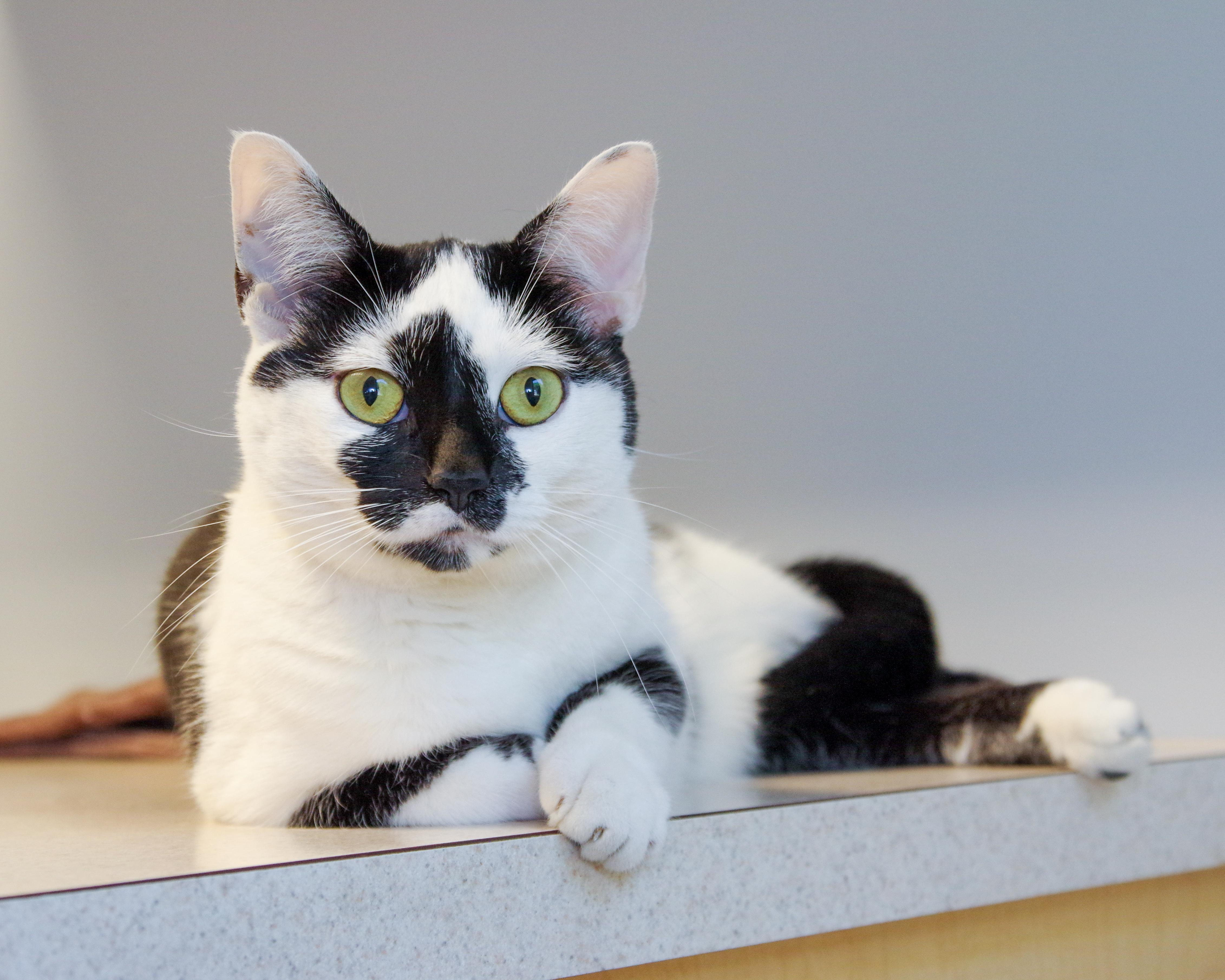 Ava, a Adoptable American Shorthair in Scituate, MA image 4/5