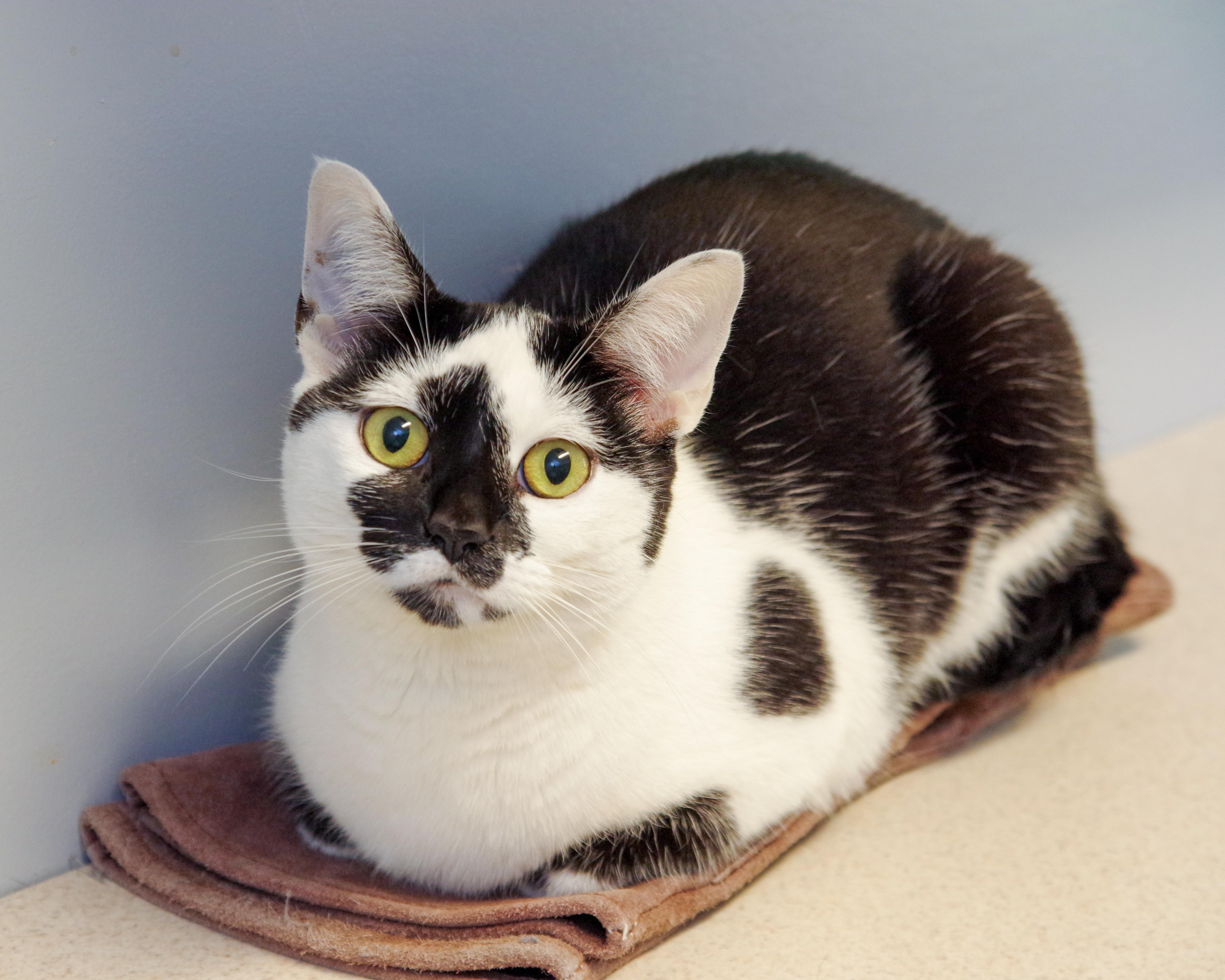 Ava, a Adoptable American Shorthair in Scituate, MA image 2/5