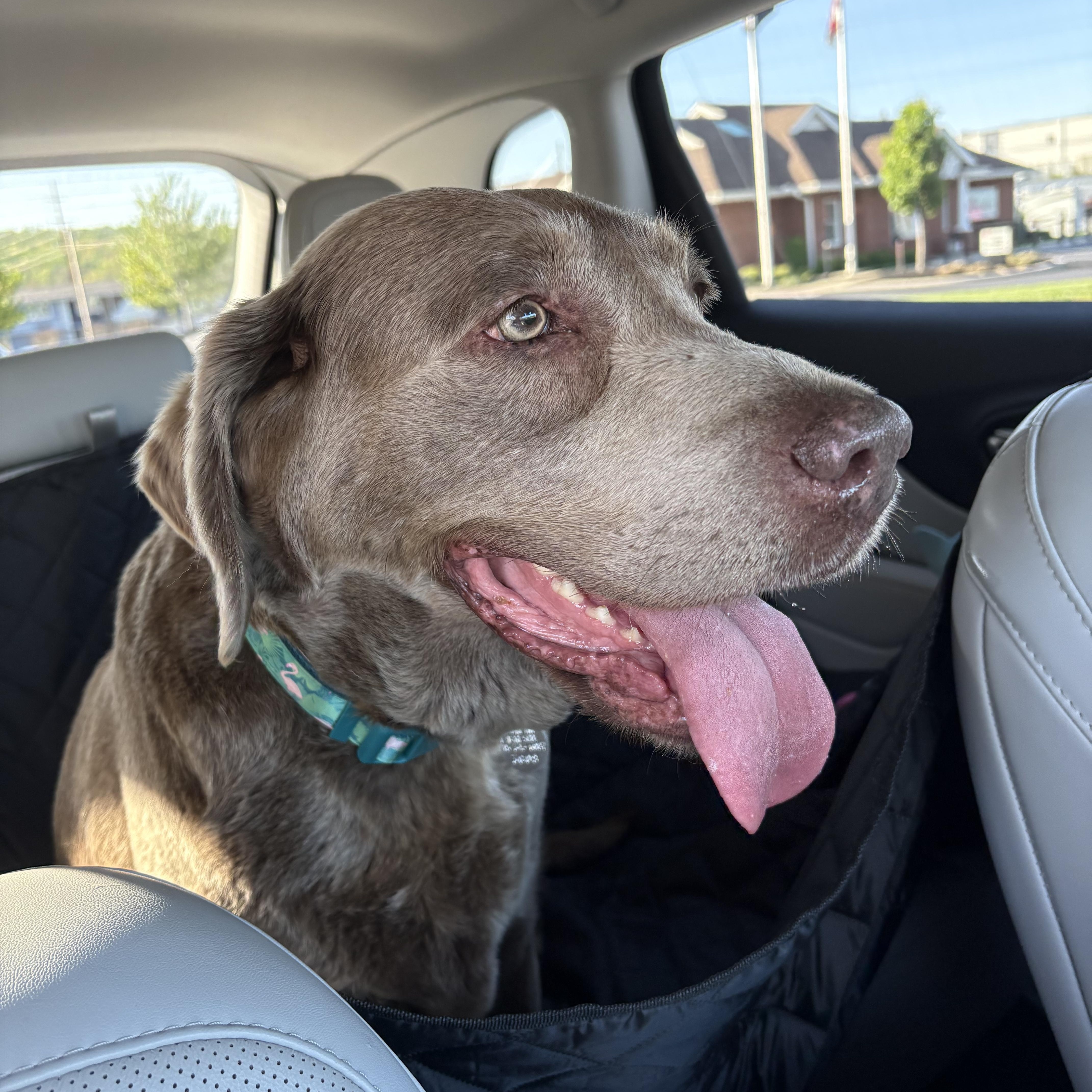 Enlarge Trila, a ADOPTABLE Labrador Retriever in Warrington, PA image 1/5