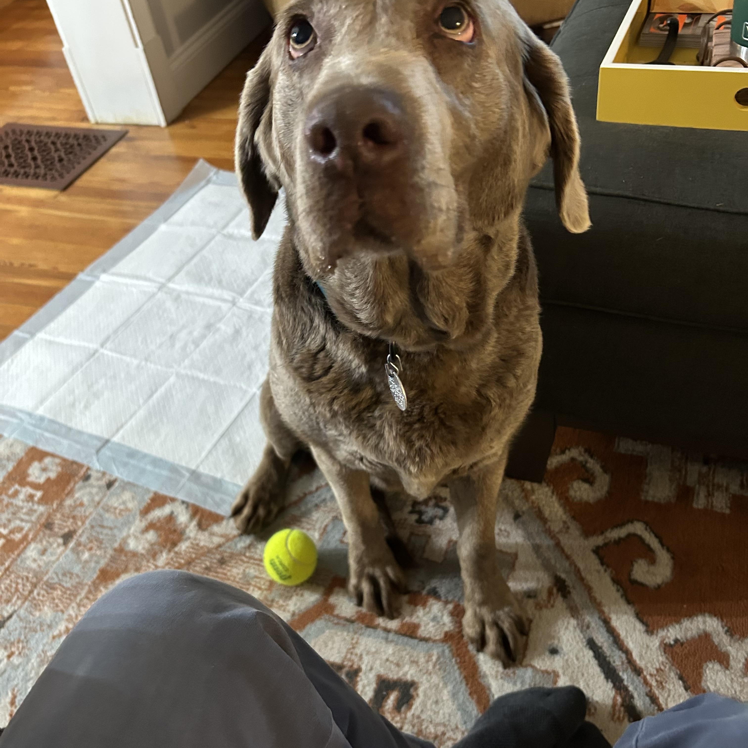 Enlarge Trila, a ADOPTABLE Labrador Retriever in Warrington, PA image 3/5