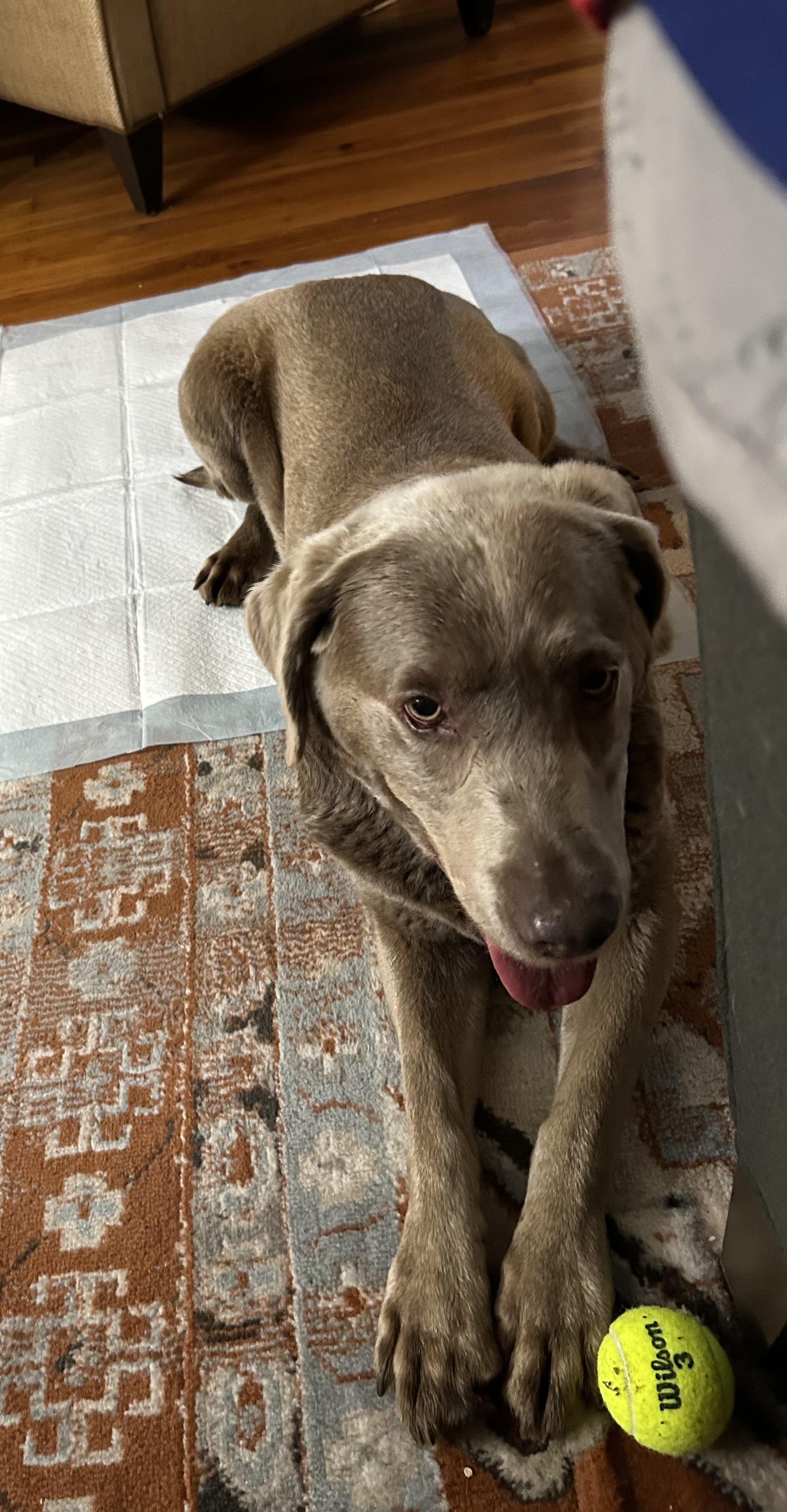 Enlarge Trila, a ADOPTABLE Labrador Retriever in Warrington, PA image 2/5